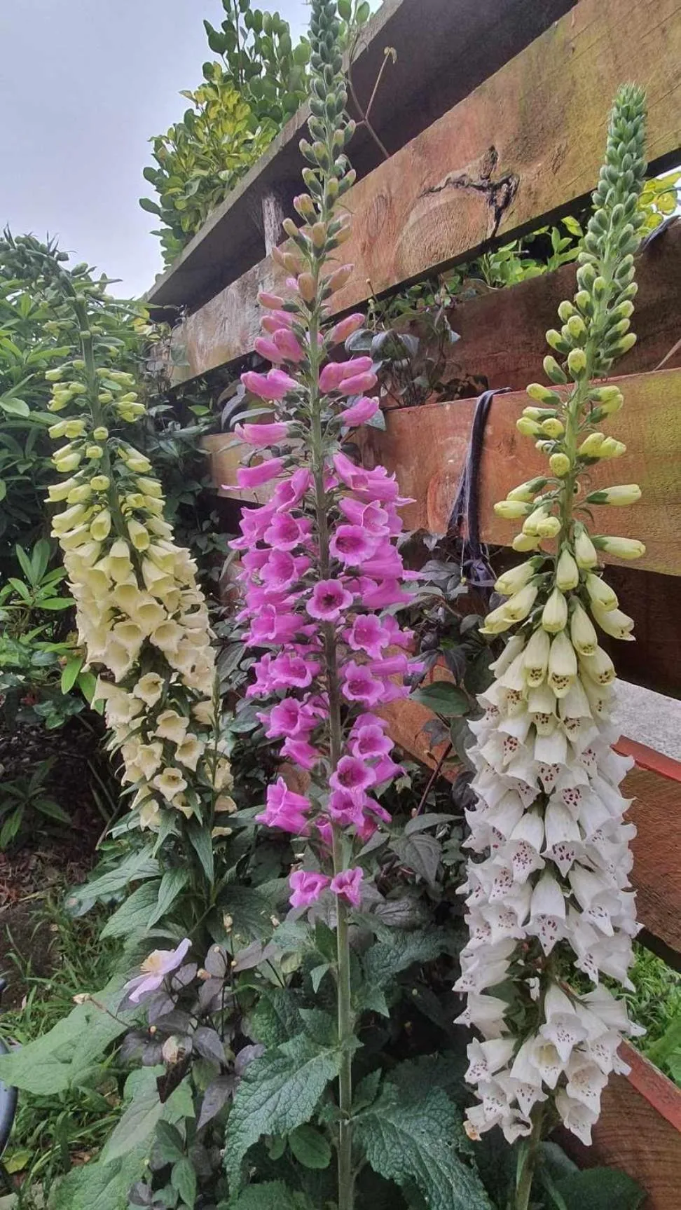 Garden in Century House B & B flatlette