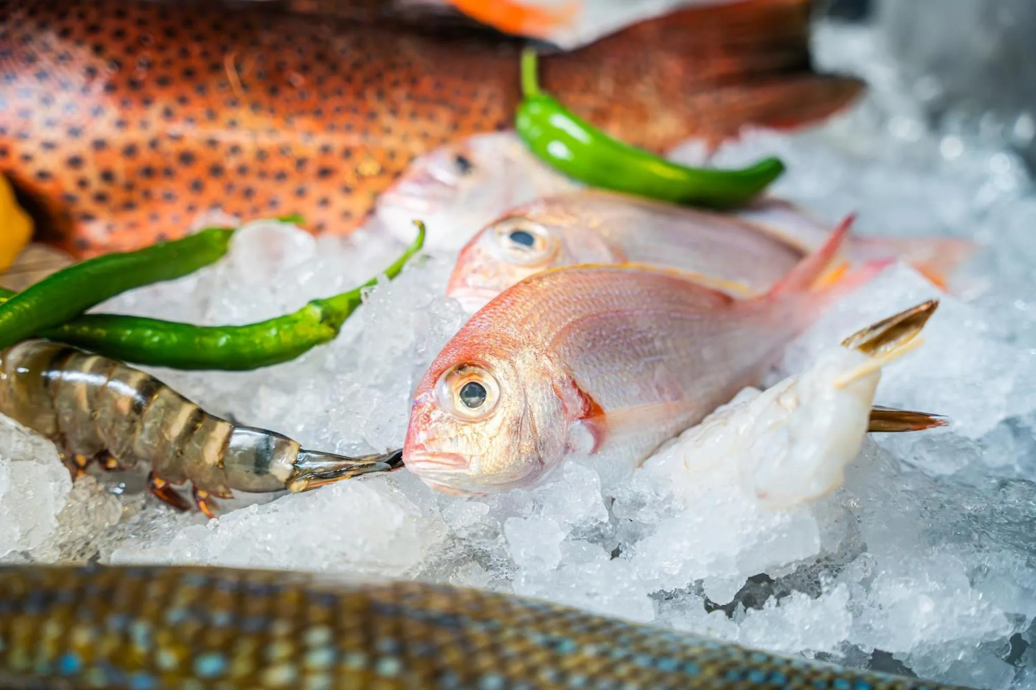 Restaurant/places to eat in InterContinental Aqaba by IHG