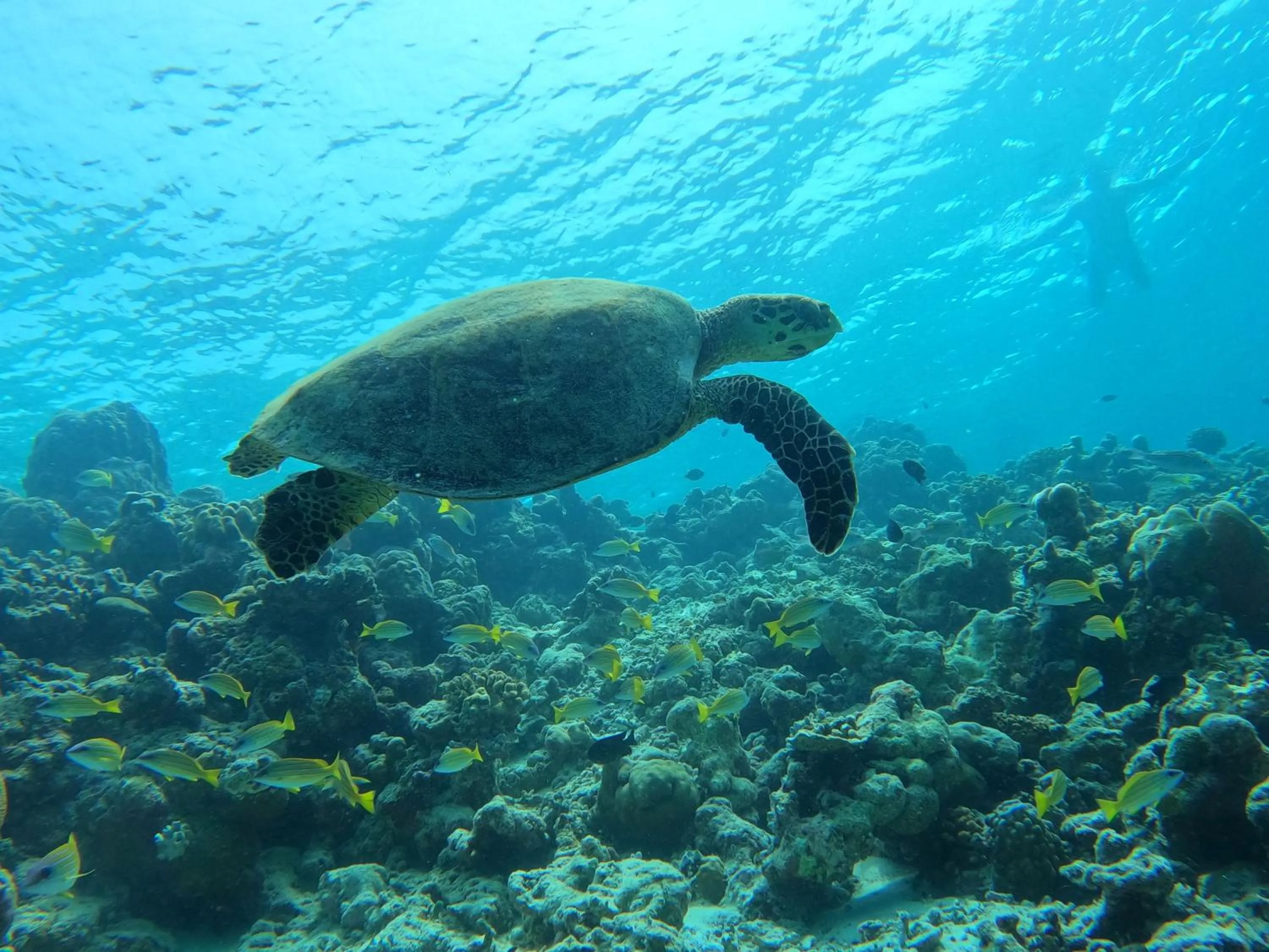 Activities in Kamadhoo Inn