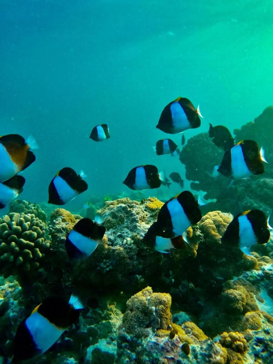 Activities in Kamadhoo Inn