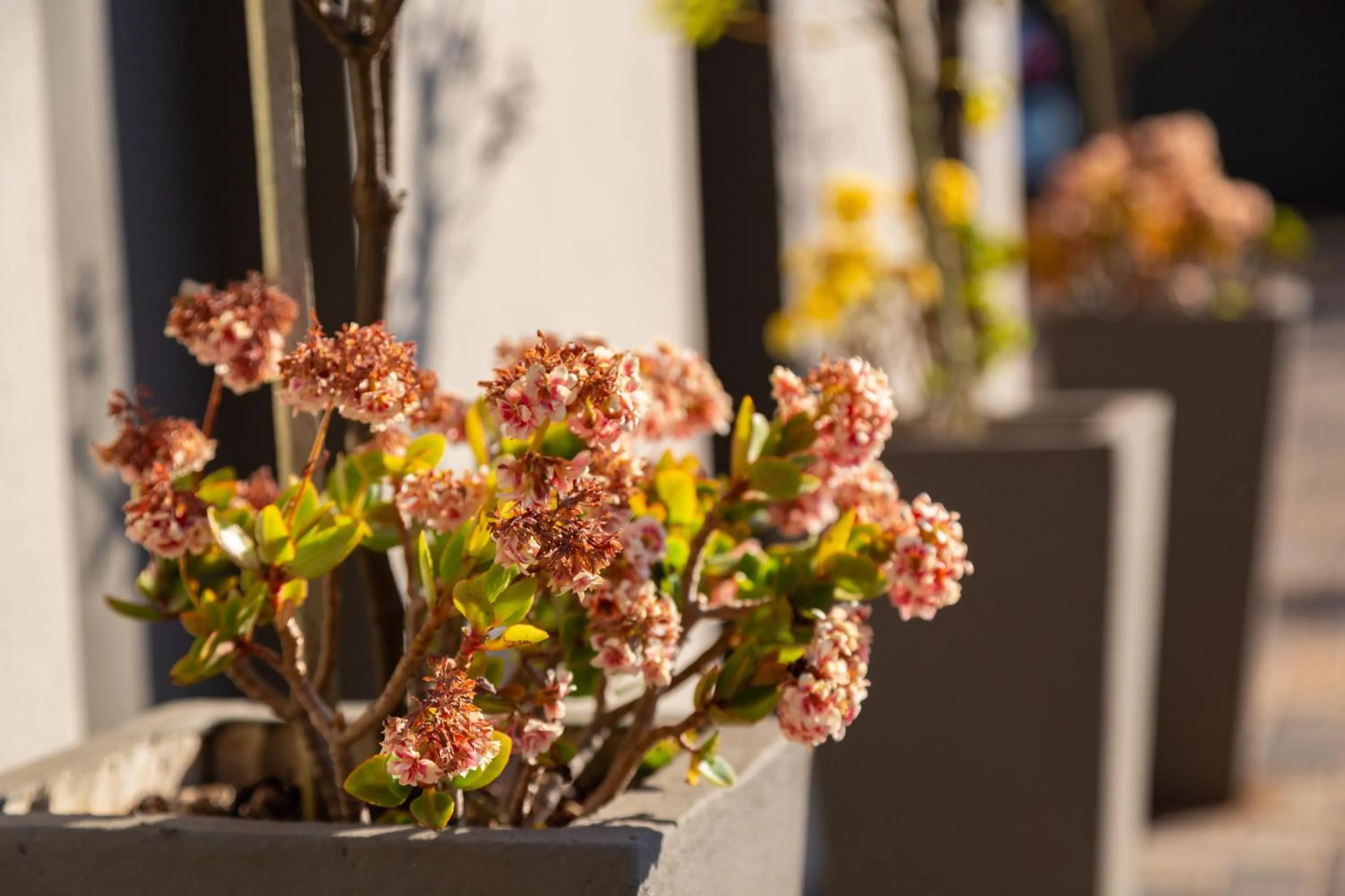 Garden in Glen Maine Guest House