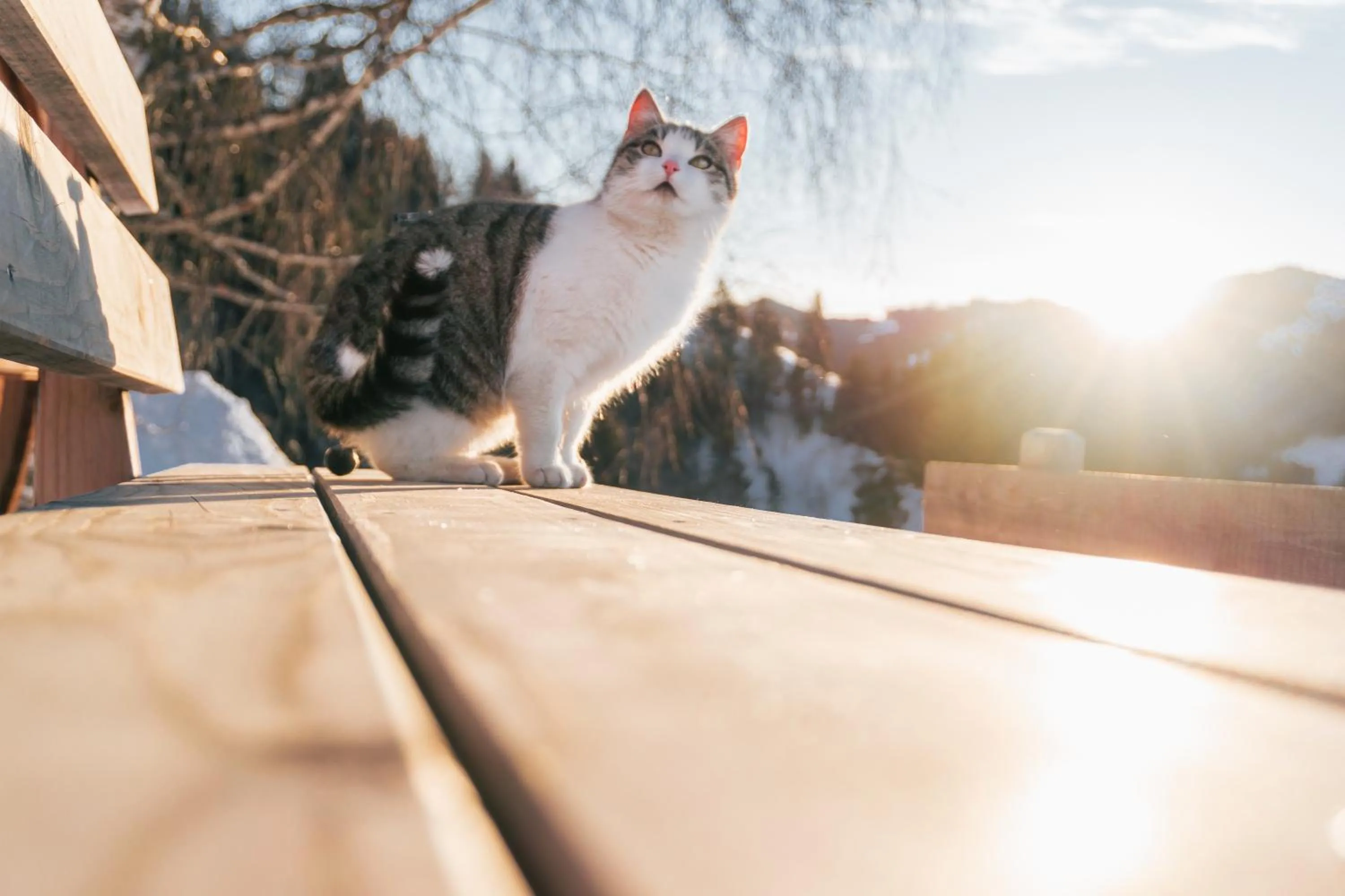 Pets in Gut Stein Panoramalodge