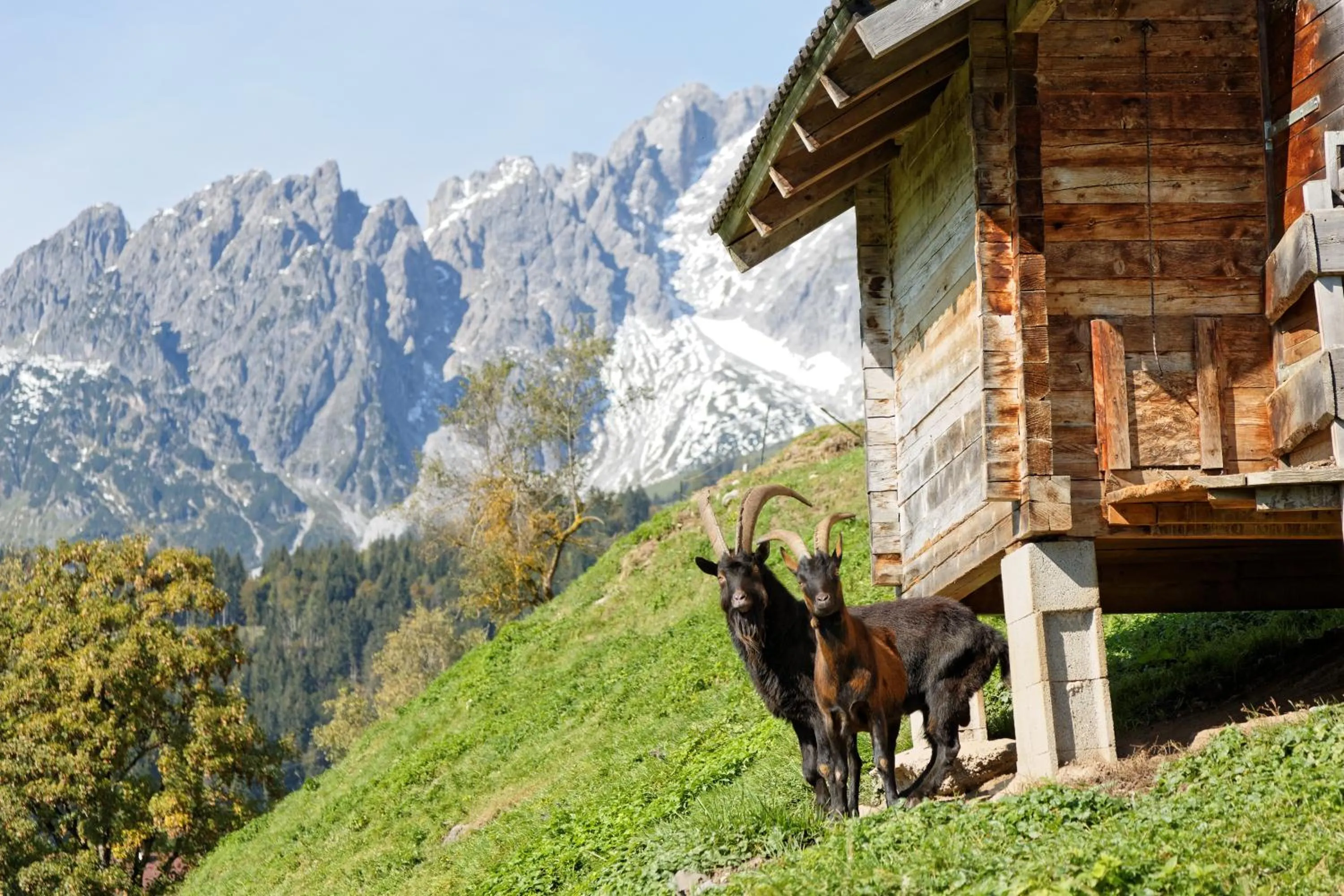 Animals in Gut Stein Panoramalodge