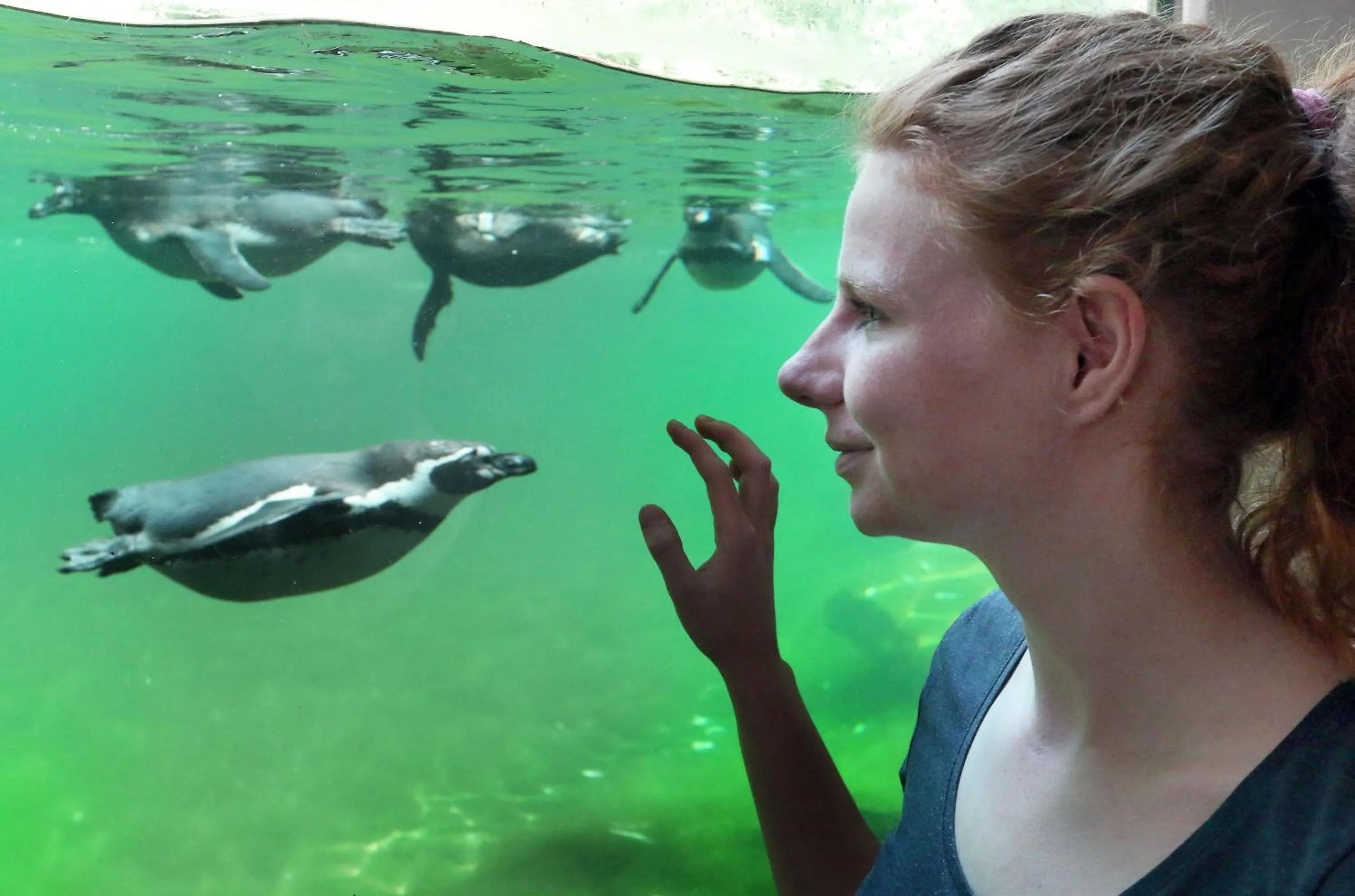 Animals in Landhotel Seerose