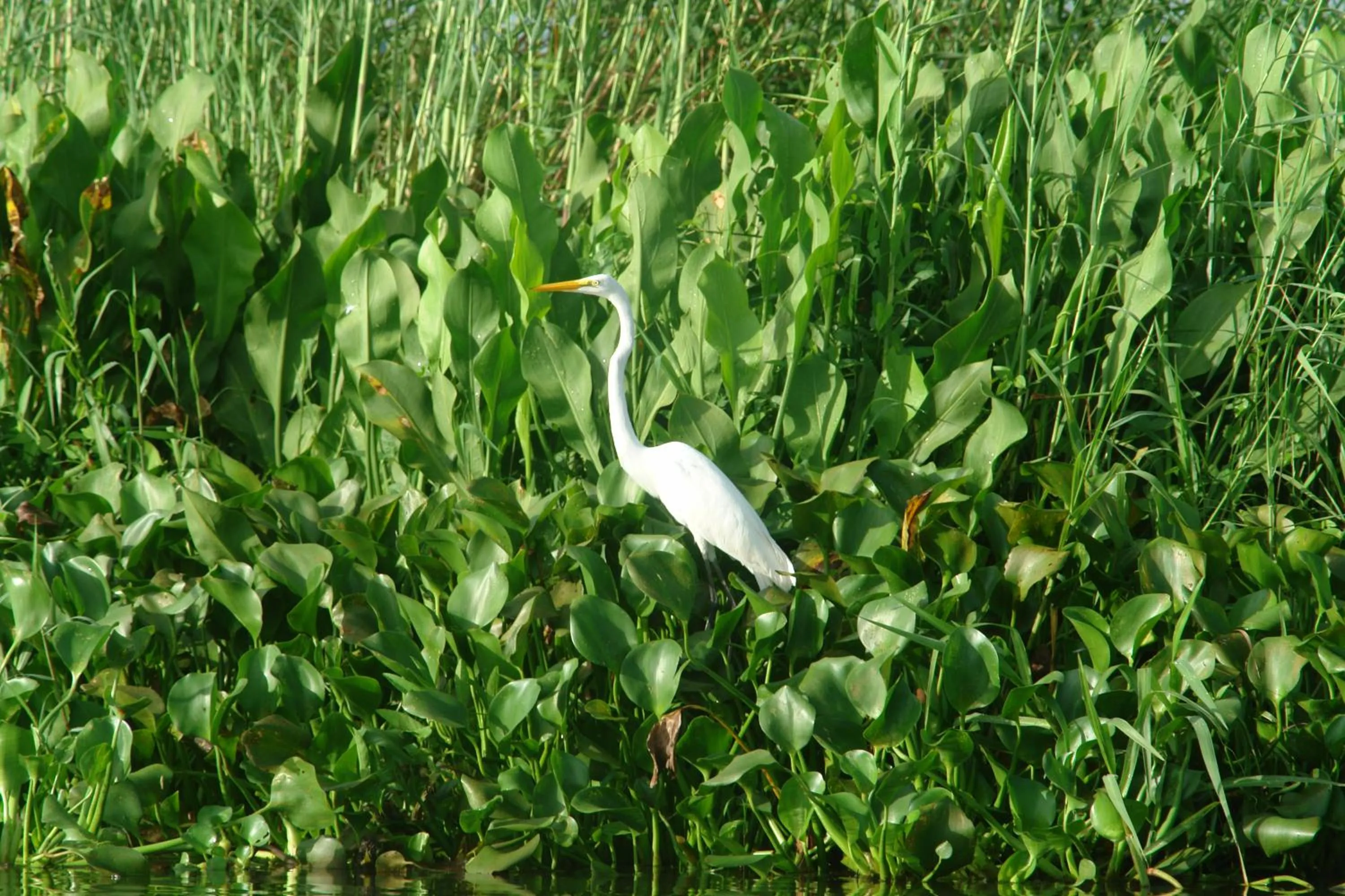 Natural landscape in Hotel Miraflores
