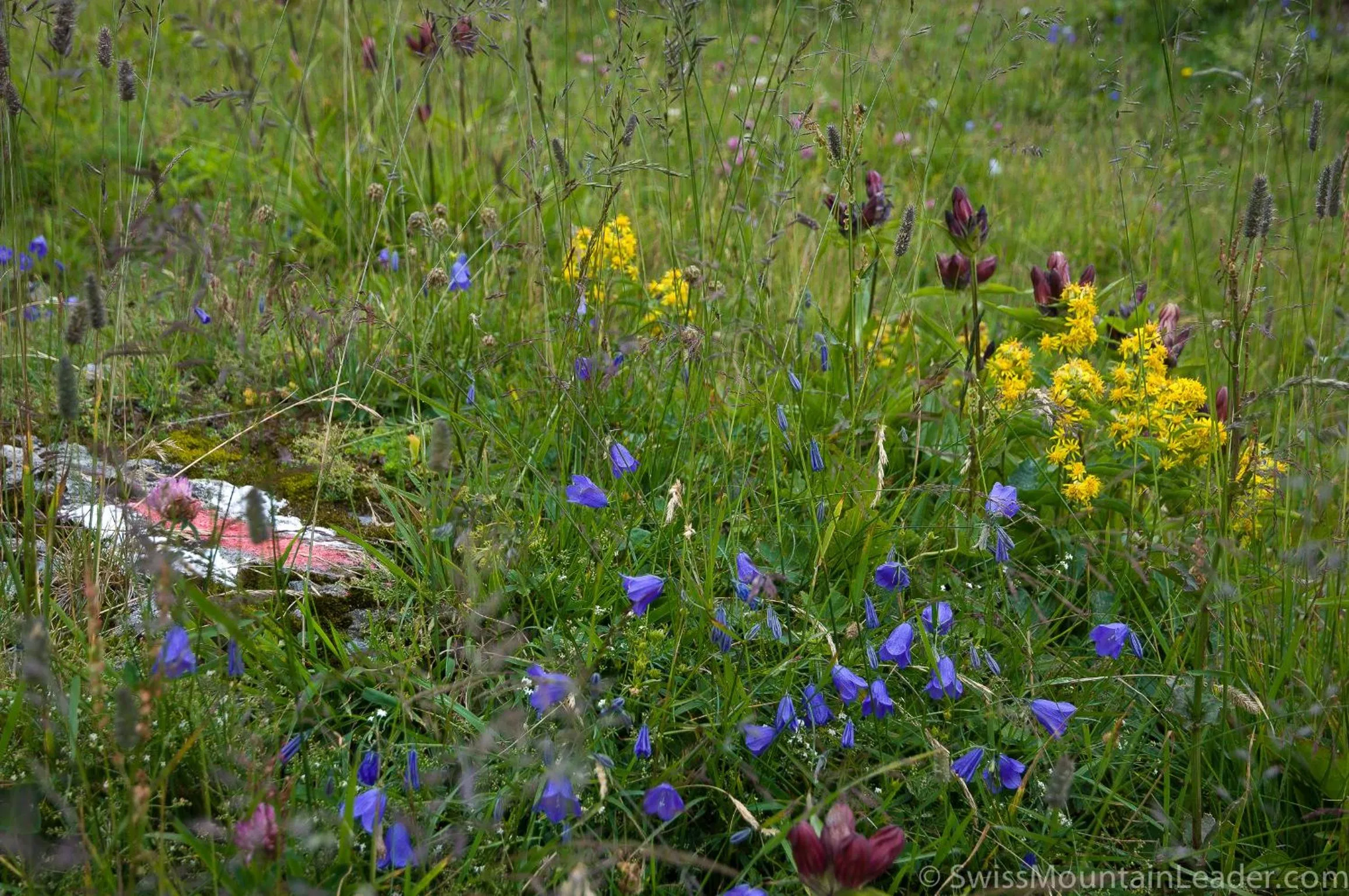Natural landscape in Bed & Breakfast l'Epicéa