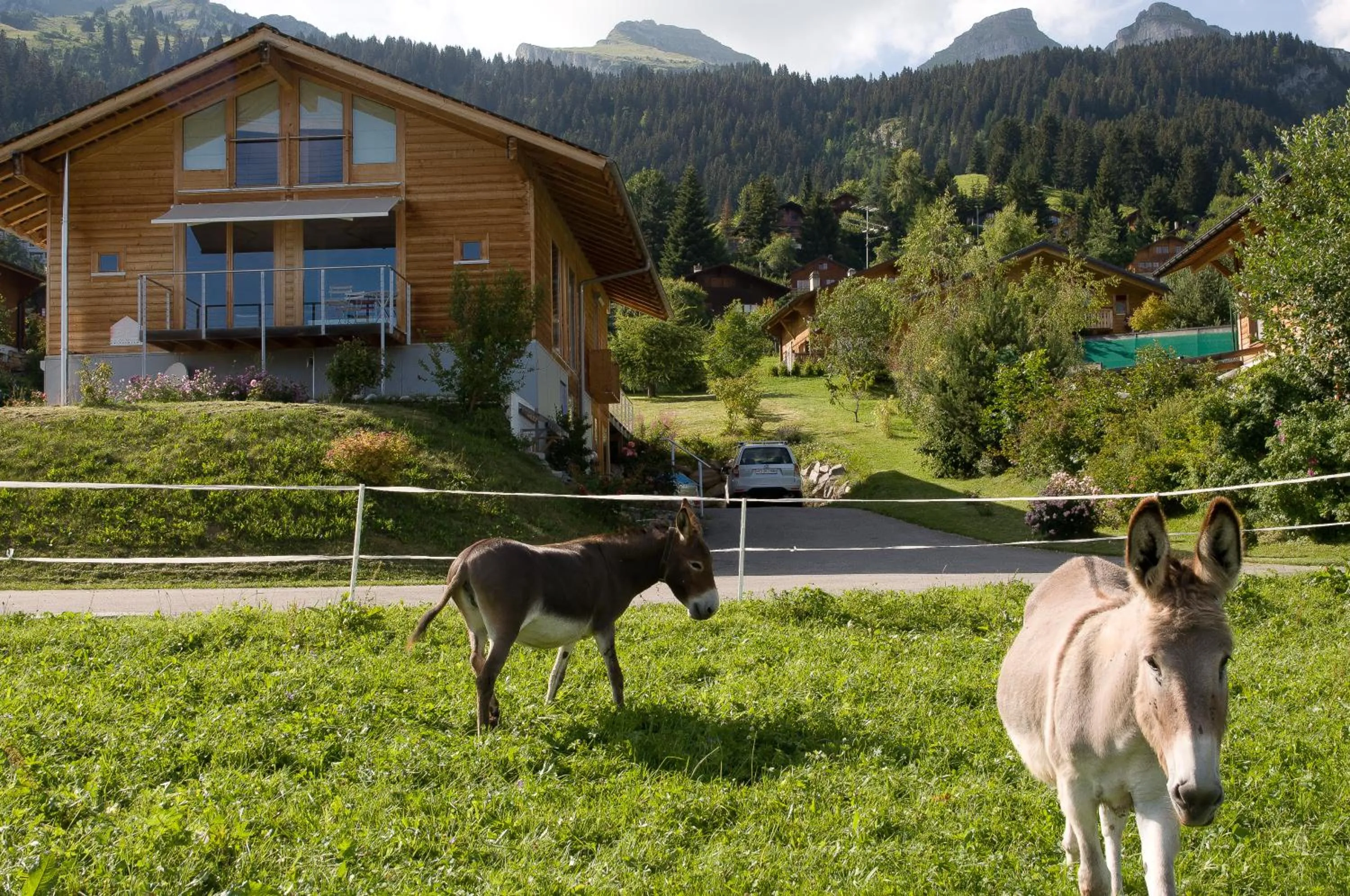 Animals in Bed & Breakfast l'Epicéa