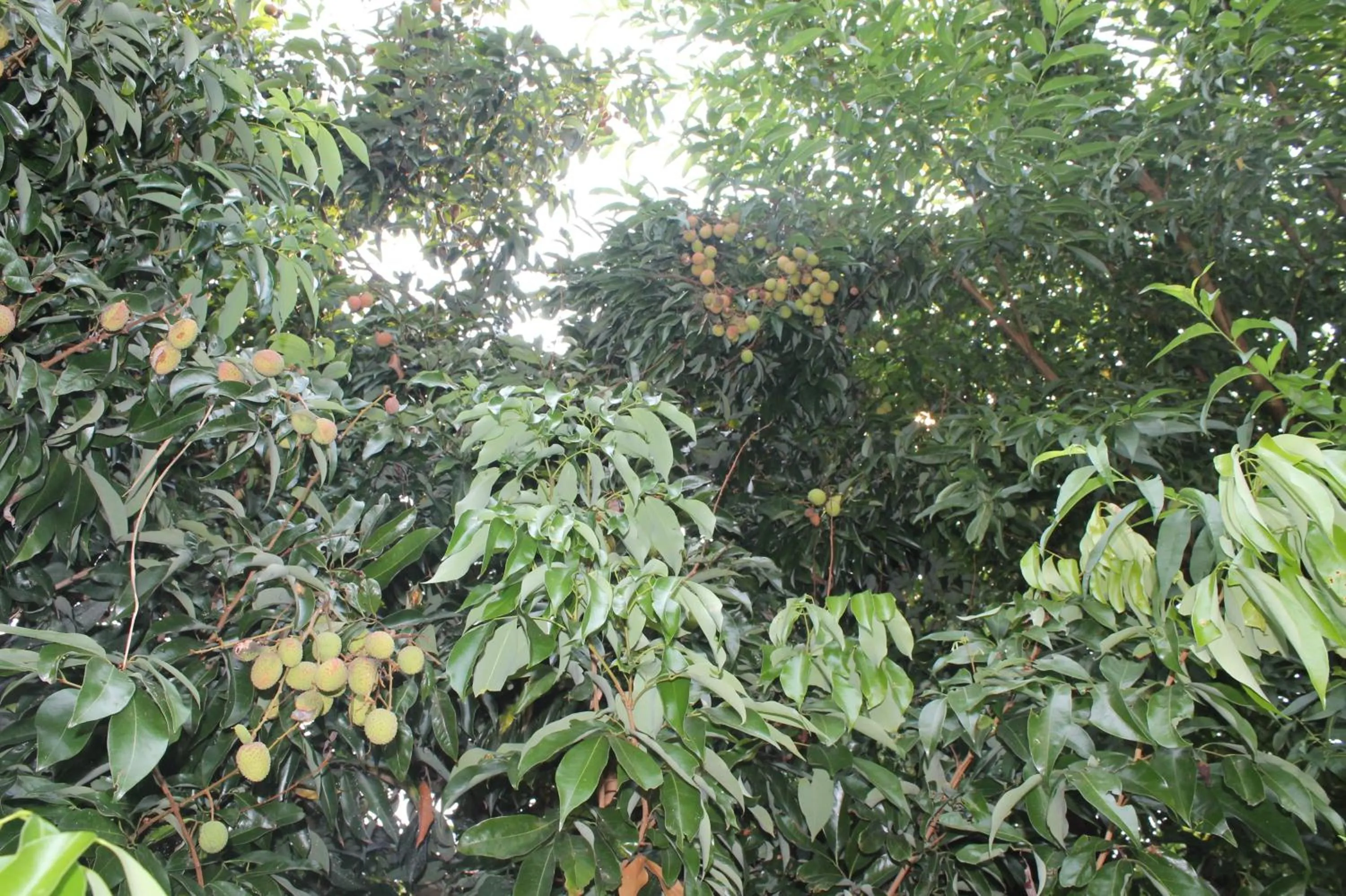 Garden in Hotel Fishtail Villa