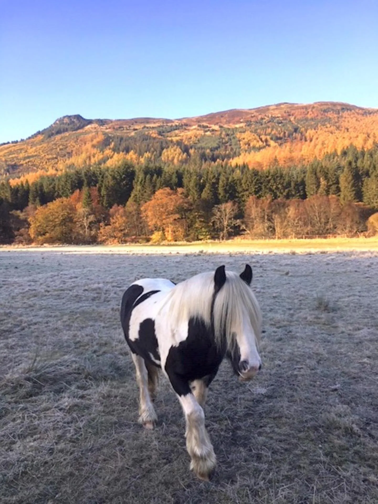 Garden view in 4 Balvaig Cottage, Strathyre