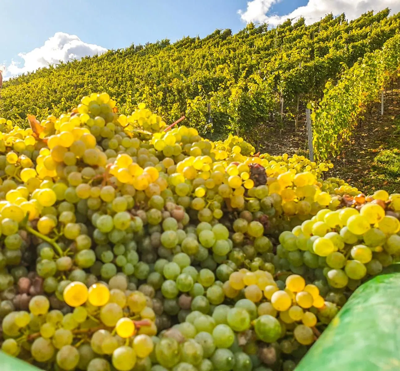 Area and facilities in Moselhotel Weinhaus Simon `Sauna`Restaurant`ELadesäule