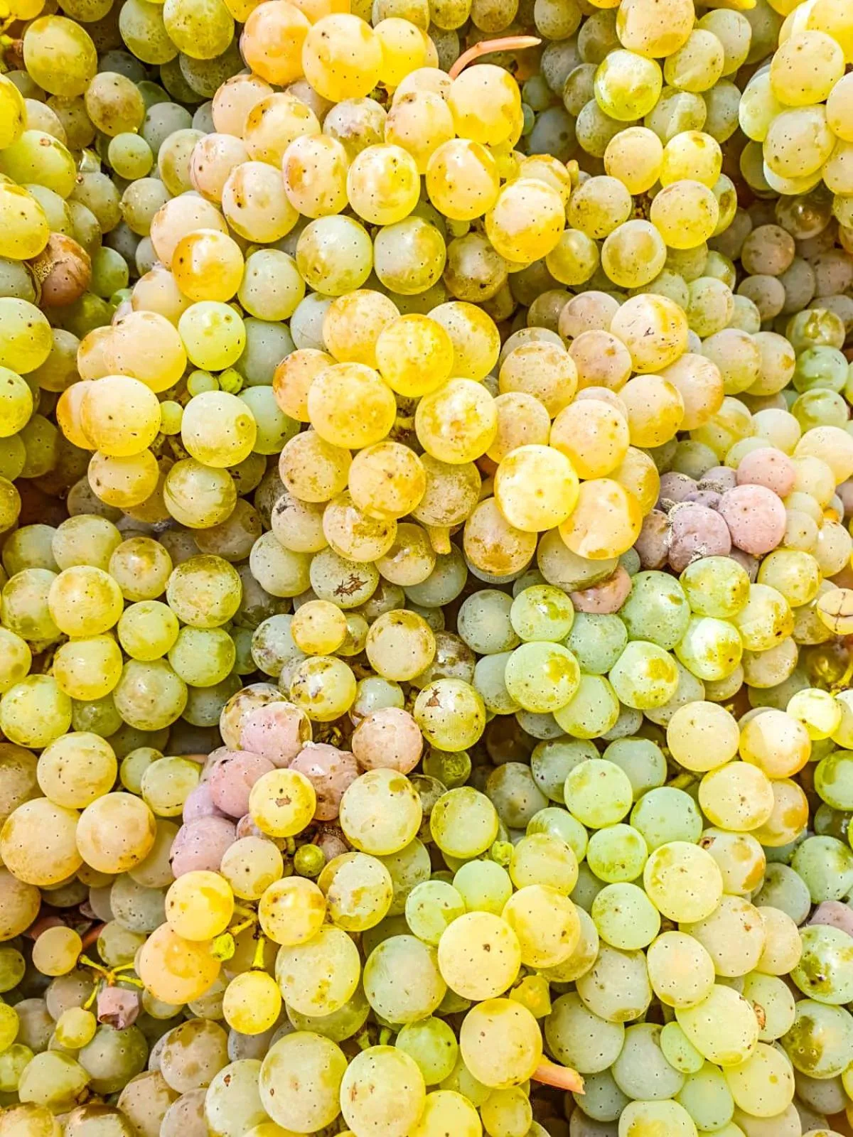 Autumn in Moselhotel Weinhaus Simon `Sauna`Restaurant`ELadesäule