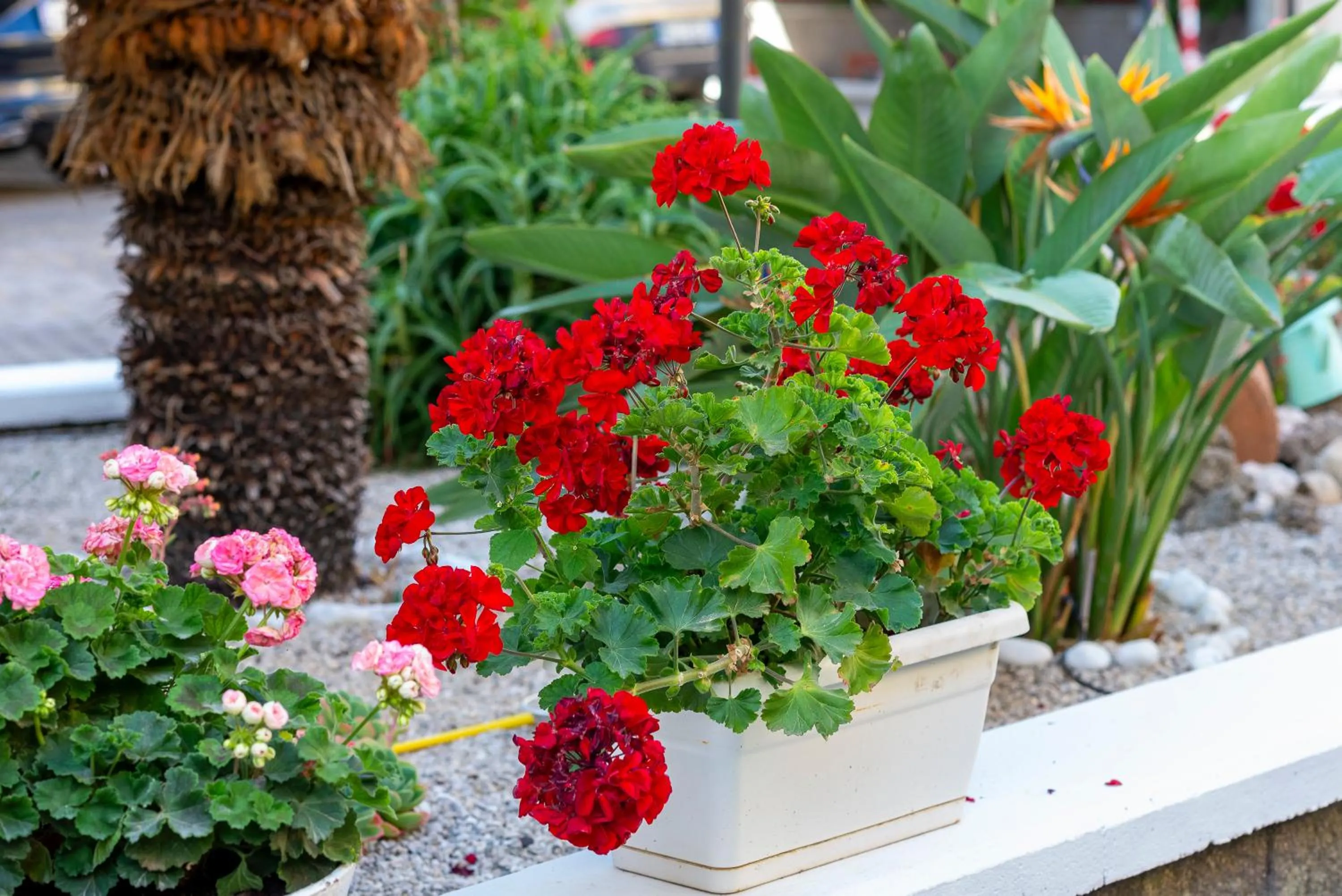 Garden in Bed and Breakfast Marlè