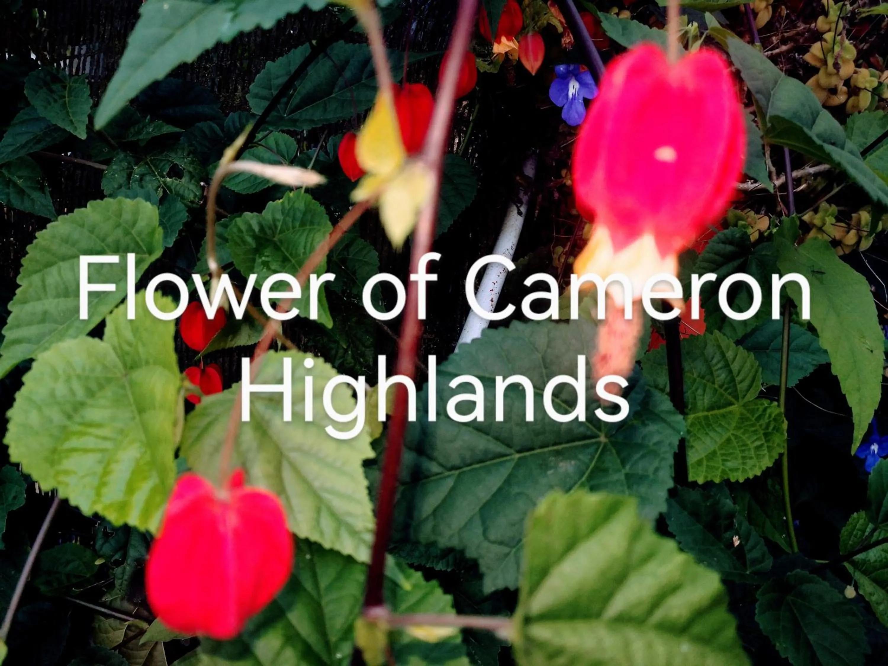 Lily Homestay Barrington Square Cameron Highlands.