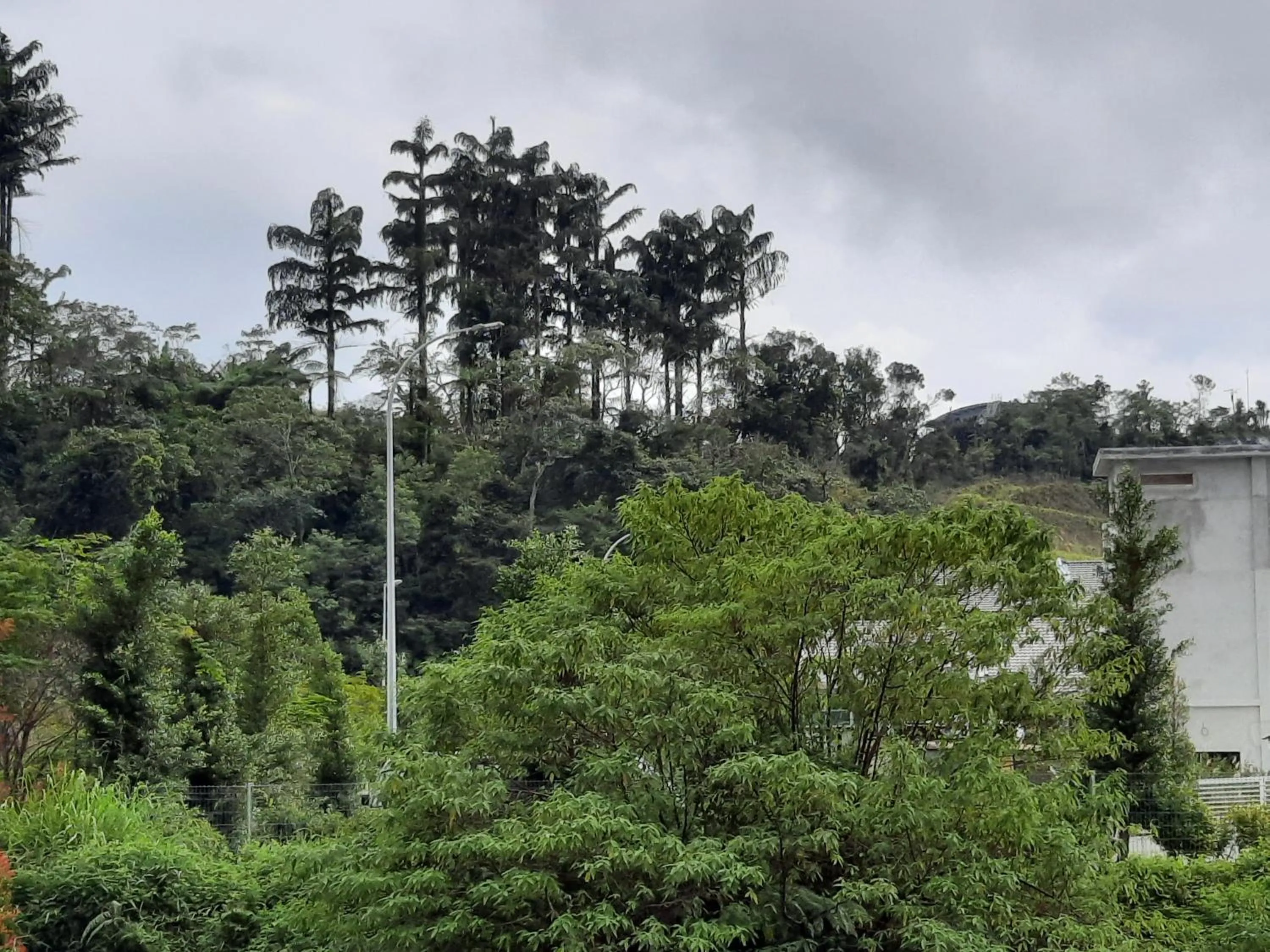 Lily Homestay Barrington Square Cameron Highlands.