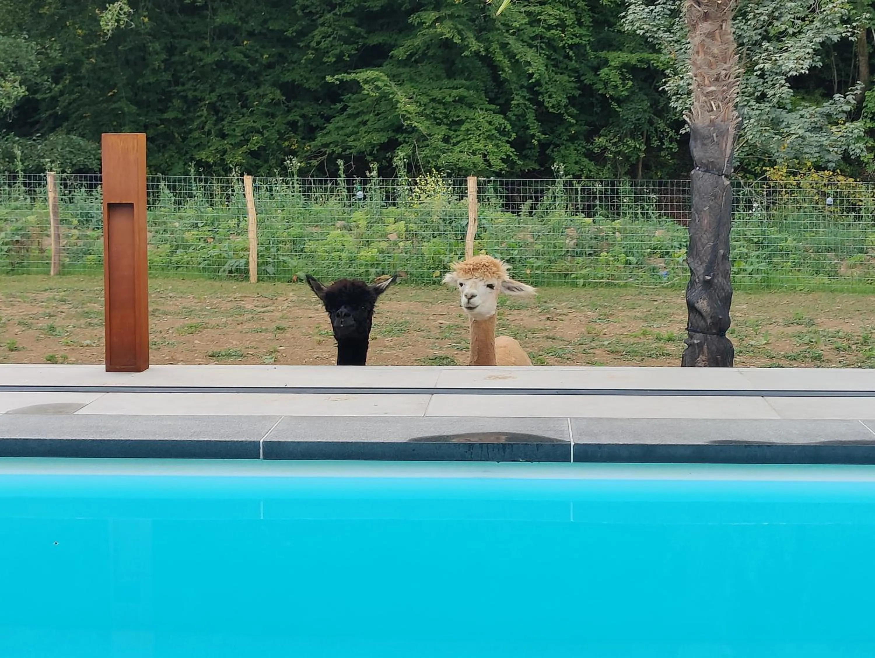 Swimming pool in B&B De l'Aisne