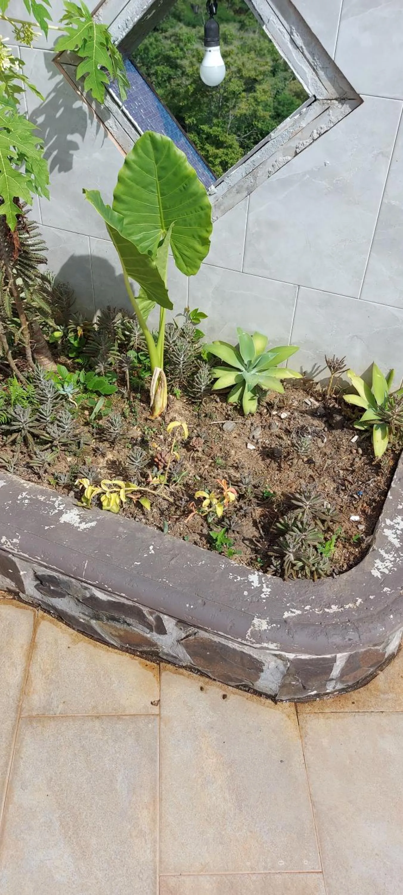 Garden in El Castillo Monte Campana