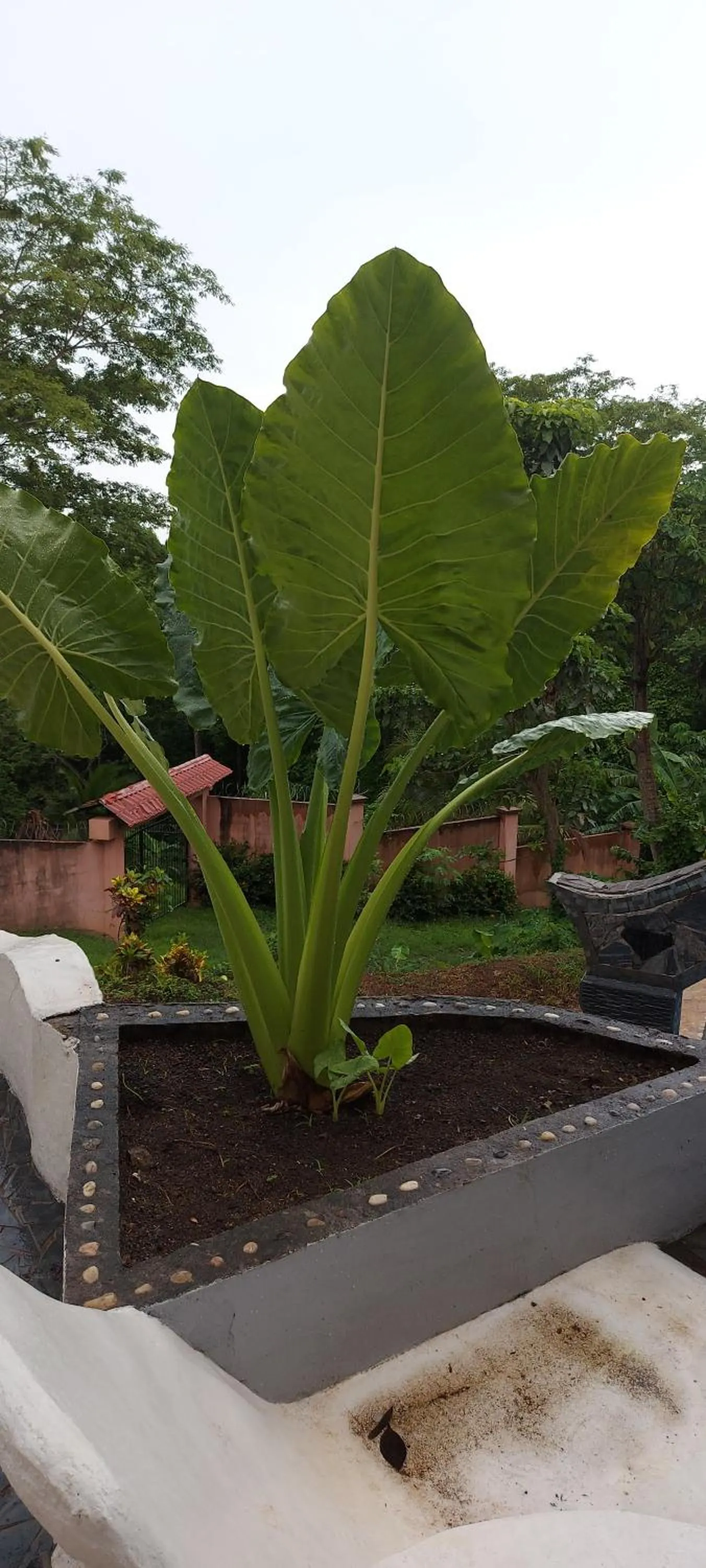Garden in El Castillo Monte Campana