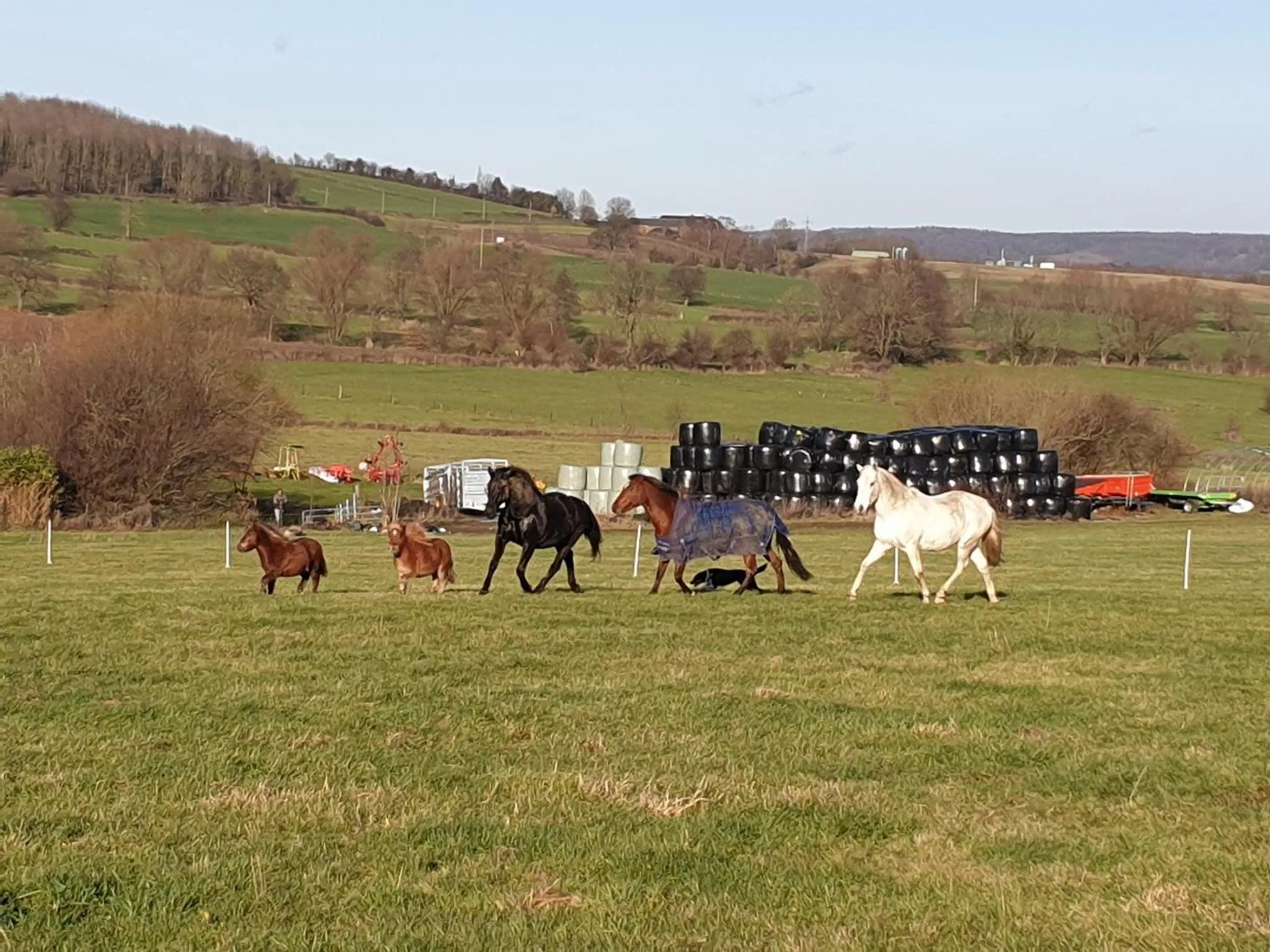 Animals in B&B La ferme du Château de Broich