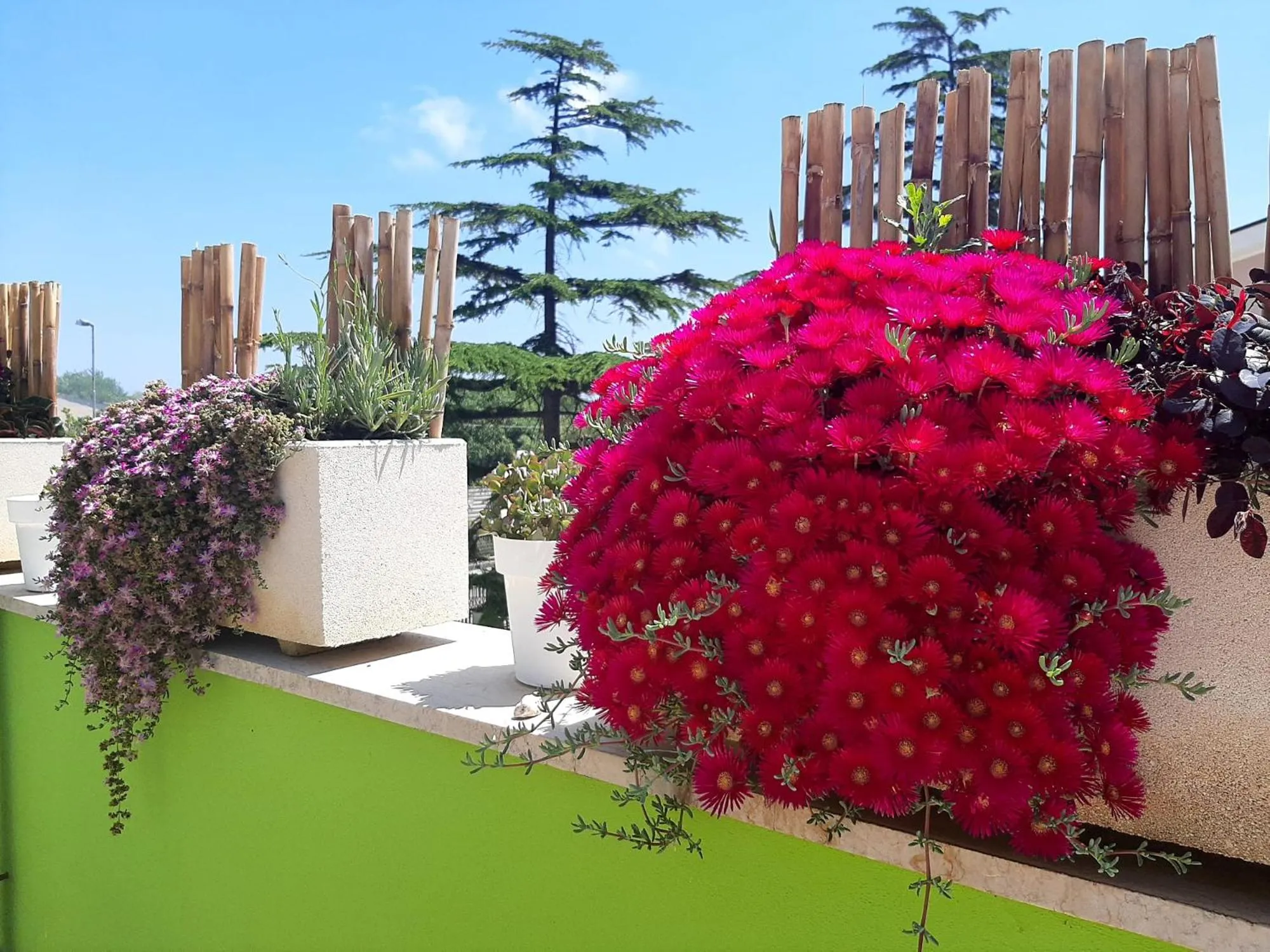 Garden in B&B SMARTFIT HOUSE - Room & Relax in Pescara