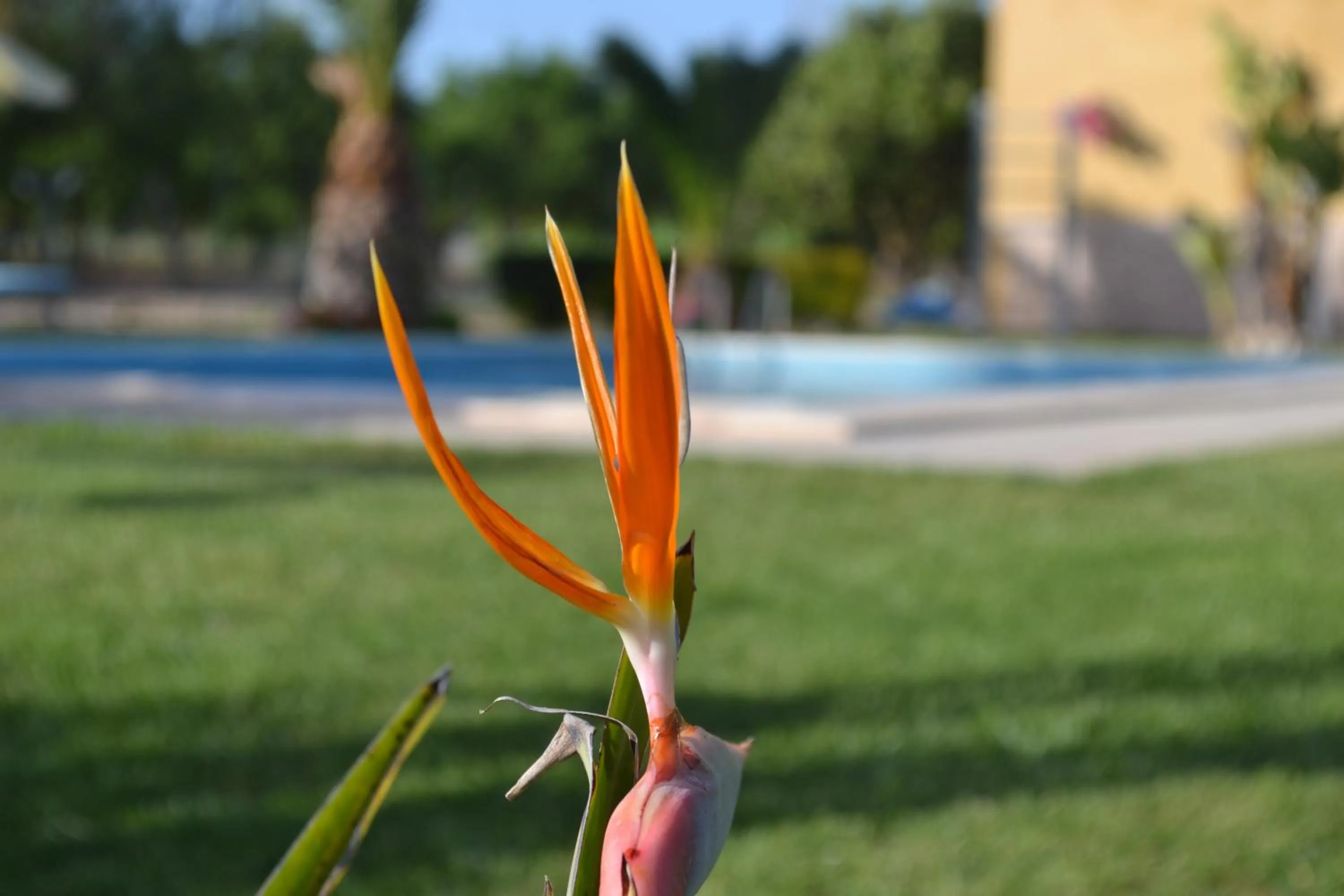 Garden in Villa Adriana B&B