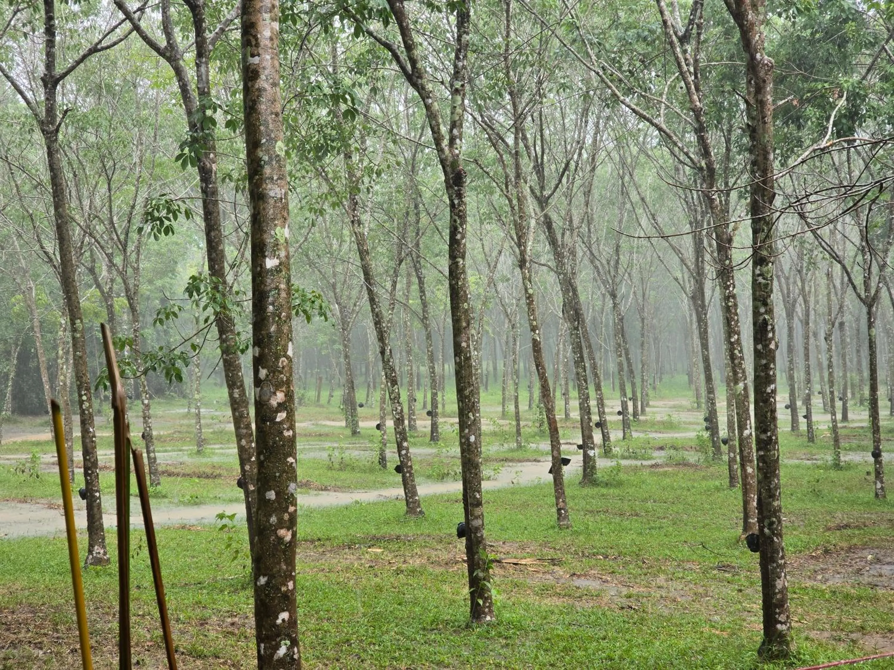 Natural landscape in OASIS Phuket Airport
