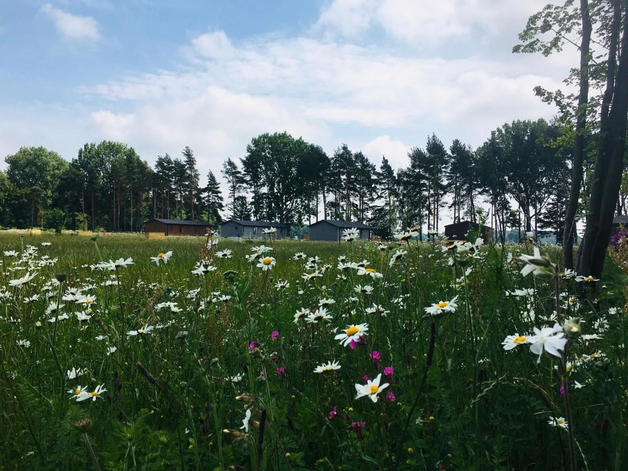 Property building in Hollicarrs - Stag Lodge