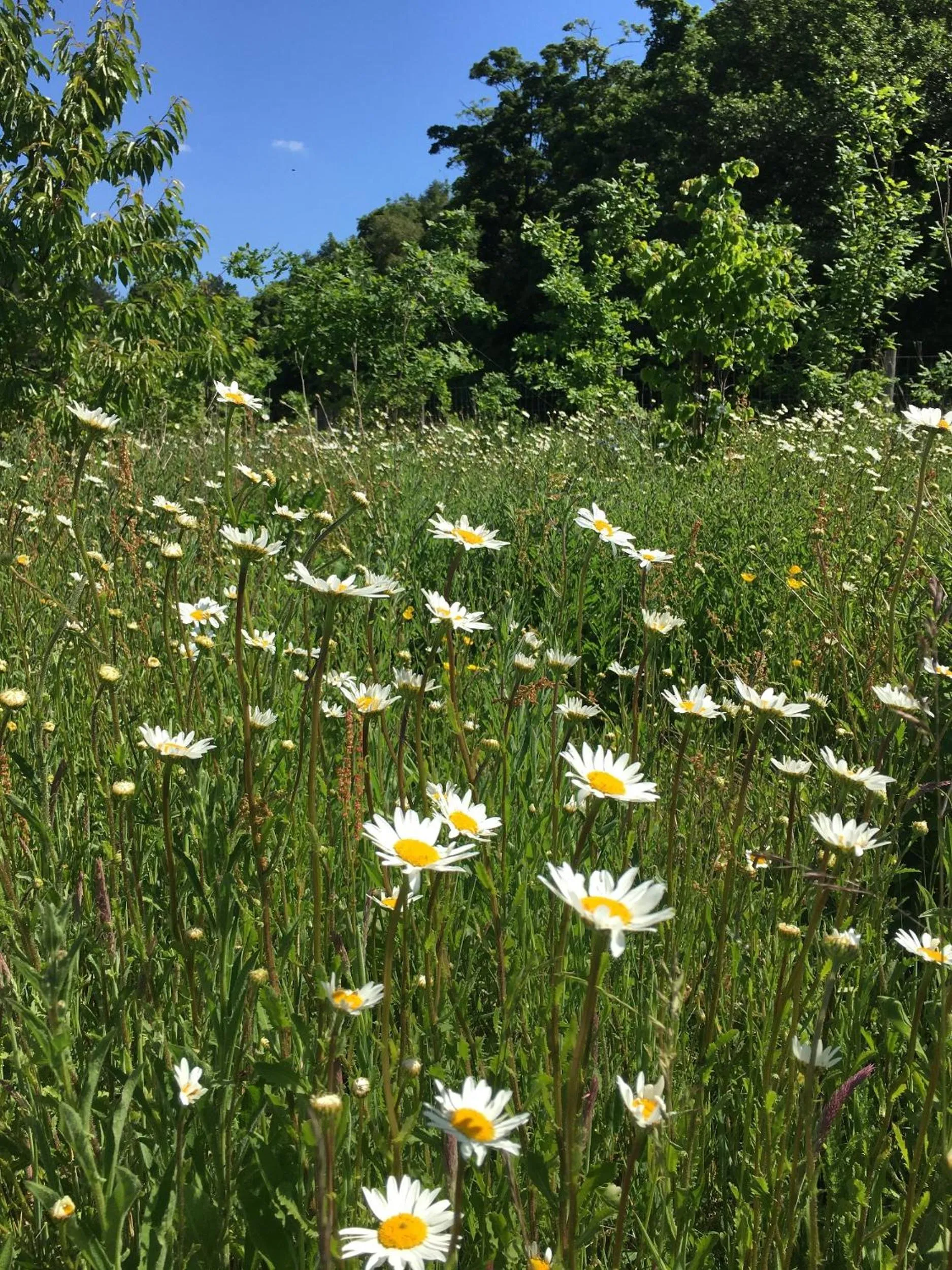Natural landscape in Hollicarrs - Stag Lodge