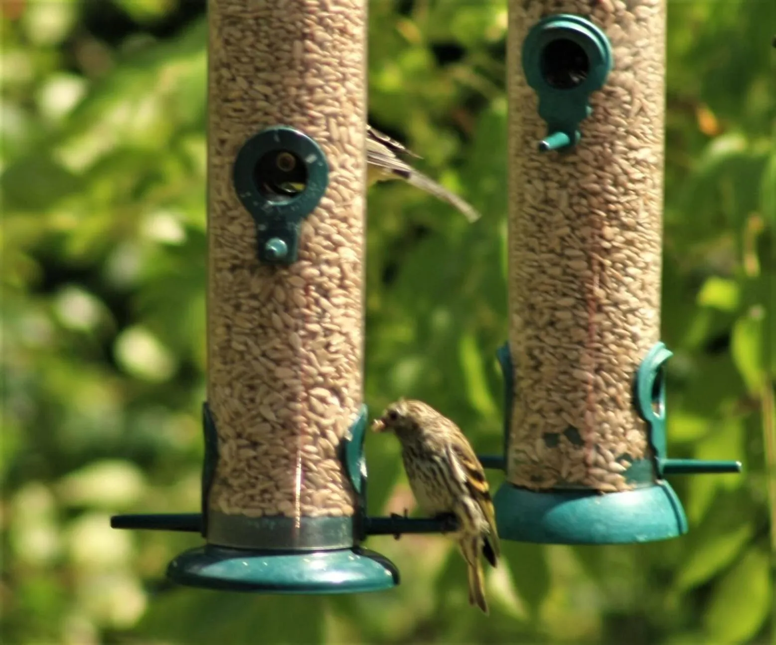 Natural landscape in Hollicarrs - Stag Lodge