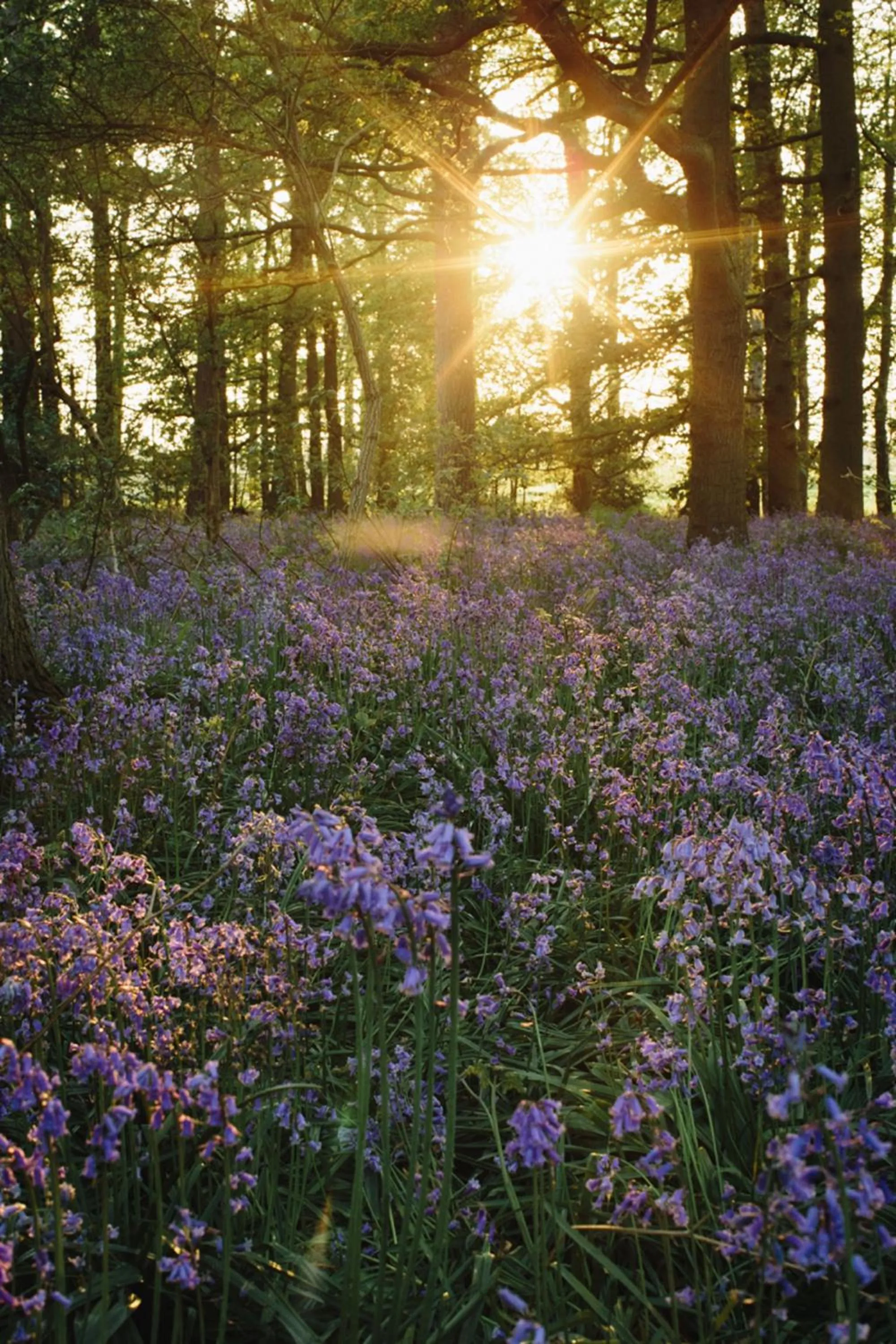 Natural landscape in Hollicarrs - Stag Lodge