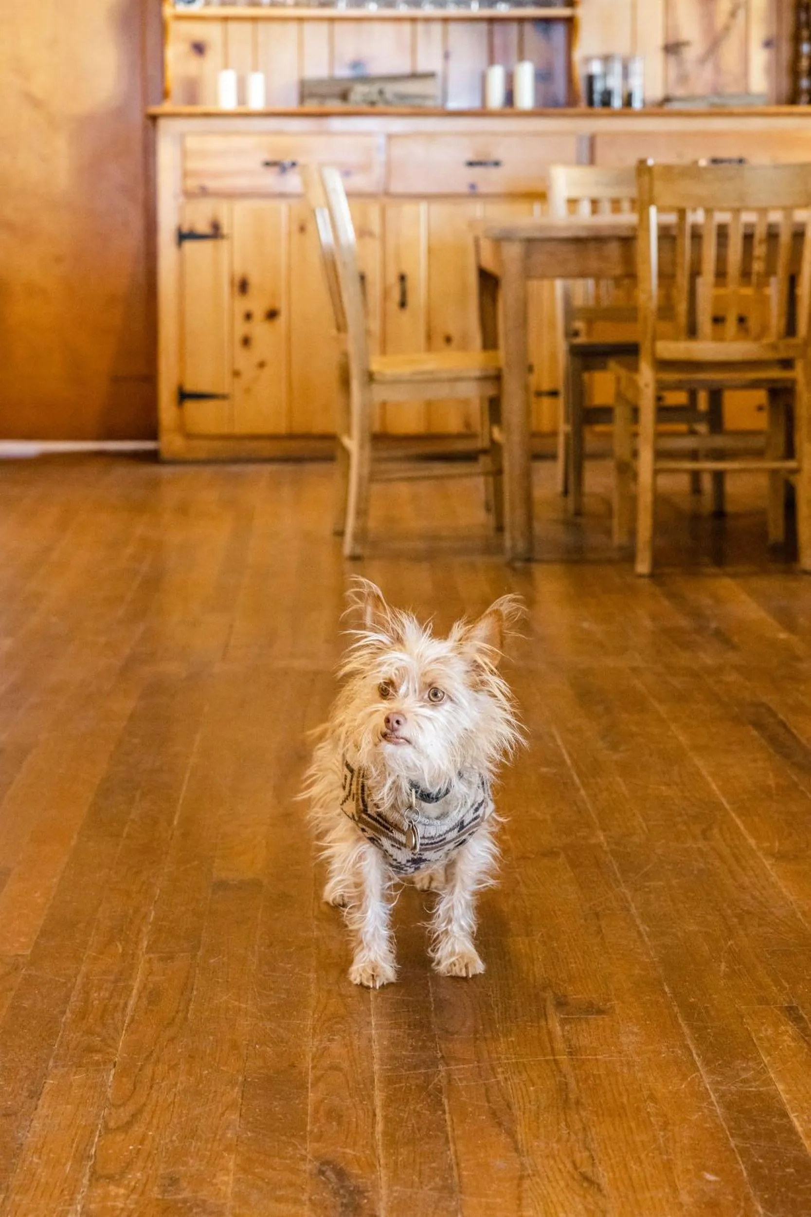 Pets in Beyul Retreat