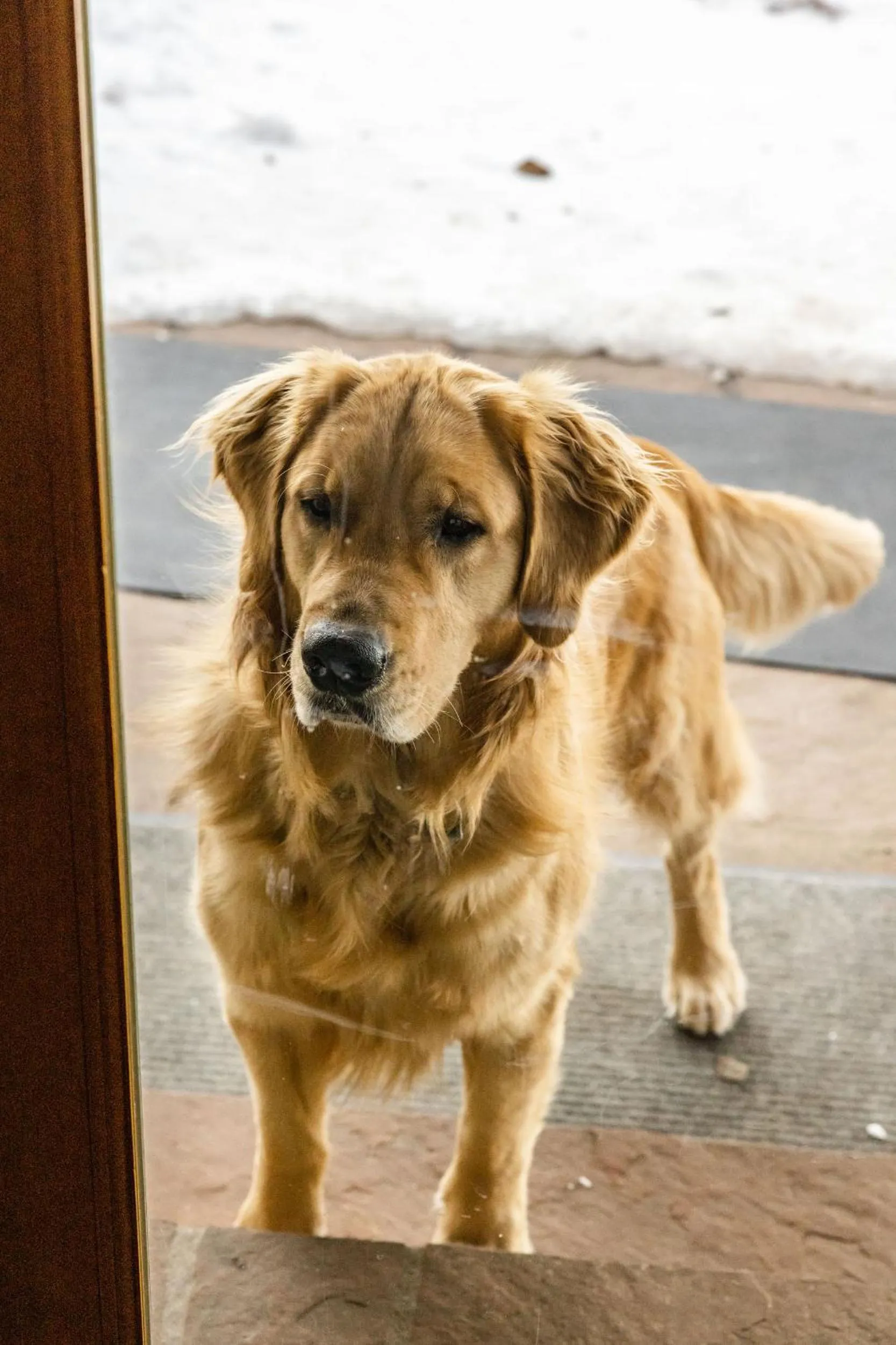 Pets in Beyul Retreat