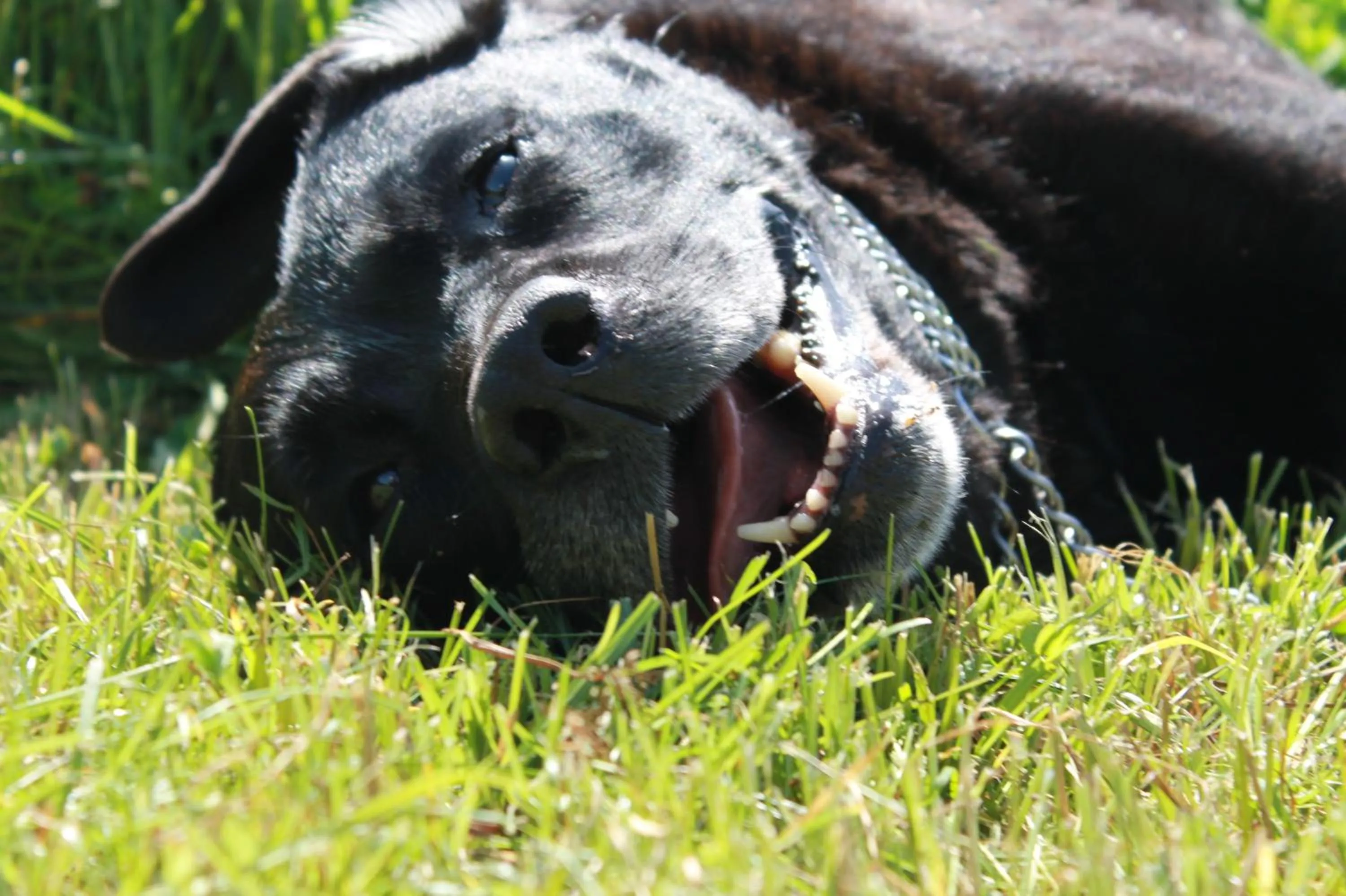 Pets in Stoll's Hotel Alpina