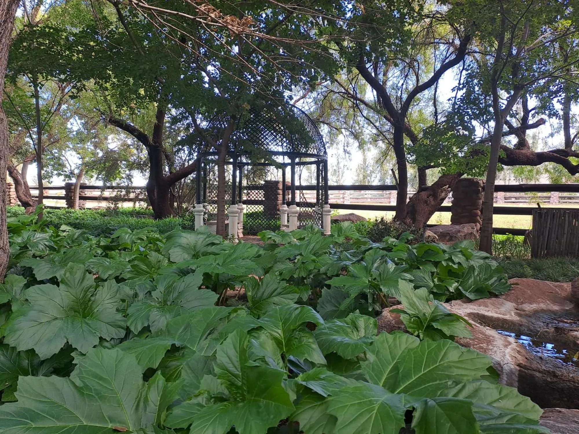 Garden in Big Sky Ranch