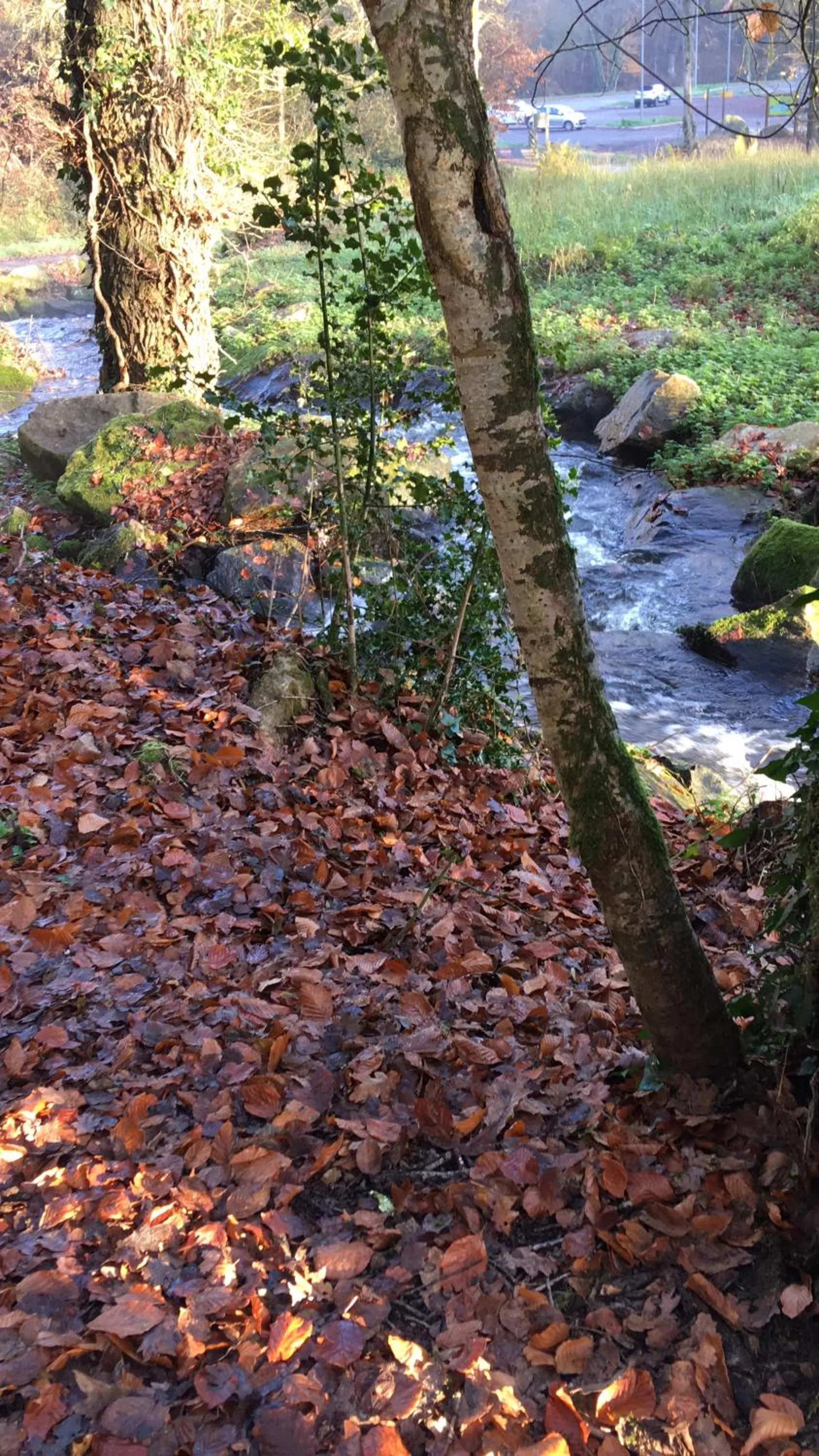 Natural landscape in Chambre d'Hôtes La Marie Pierre