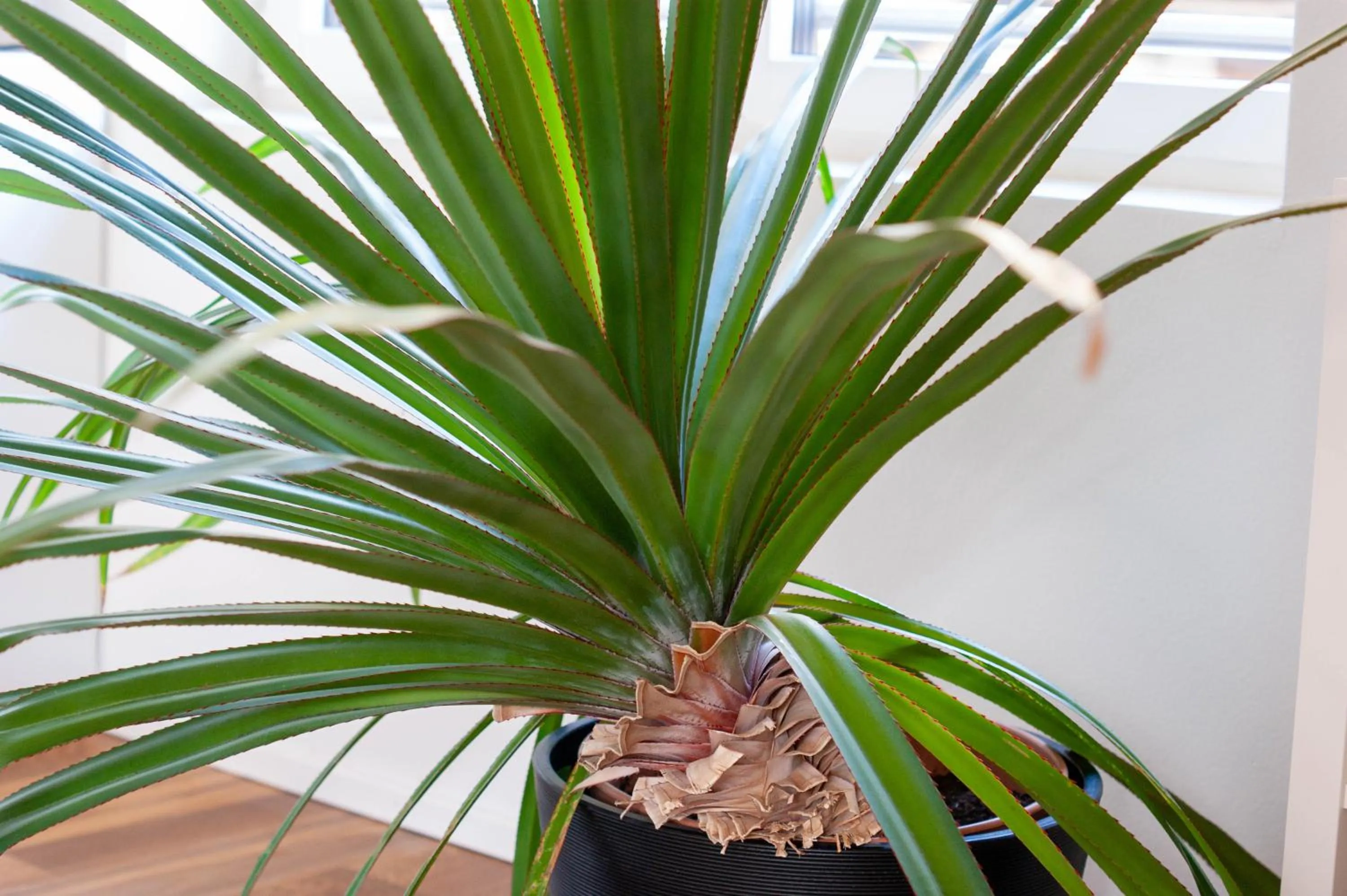 Decorative detail in Budget rooms Pilatus - Alpnachstad