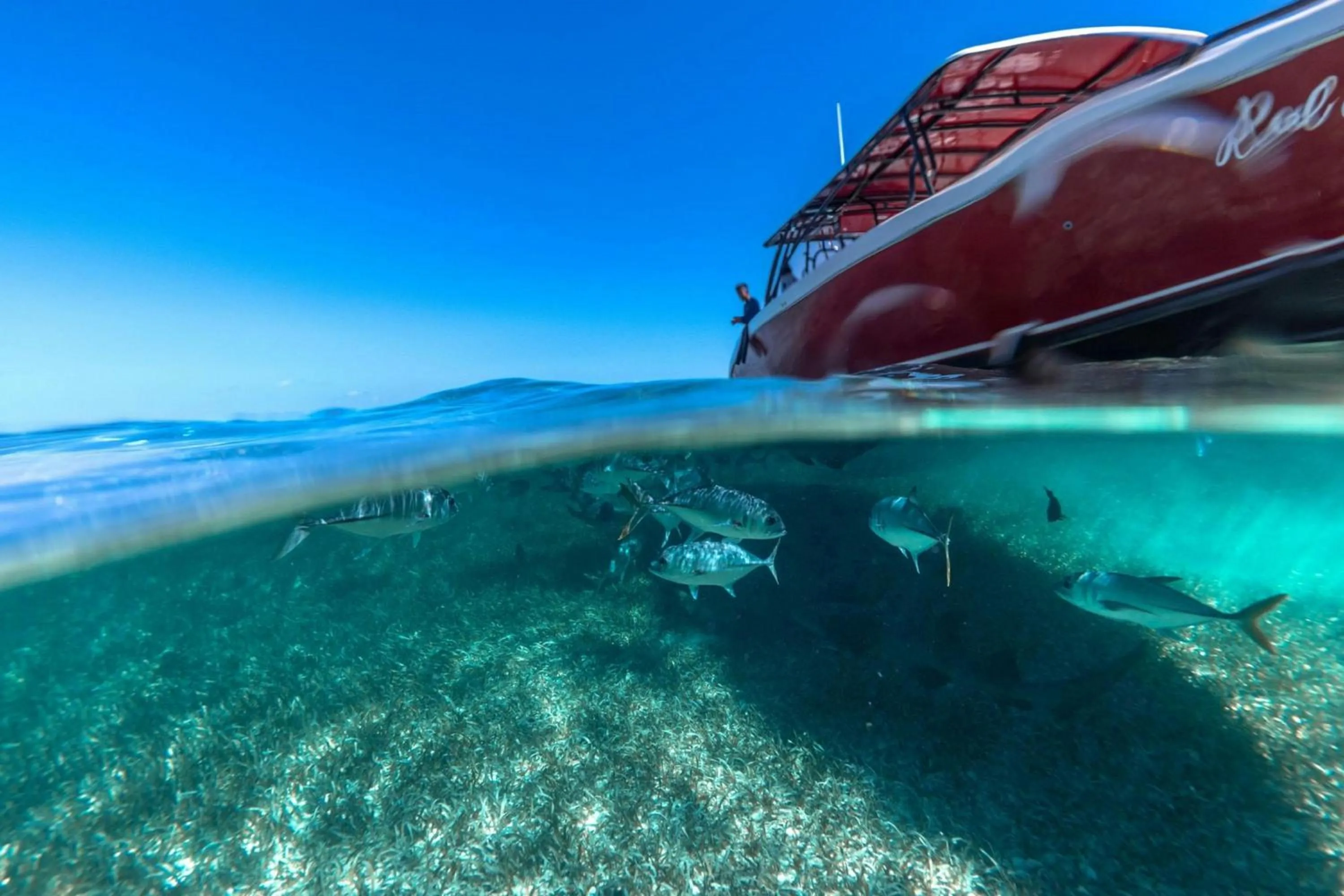 Other in Alaia Belize, Autograph Collection