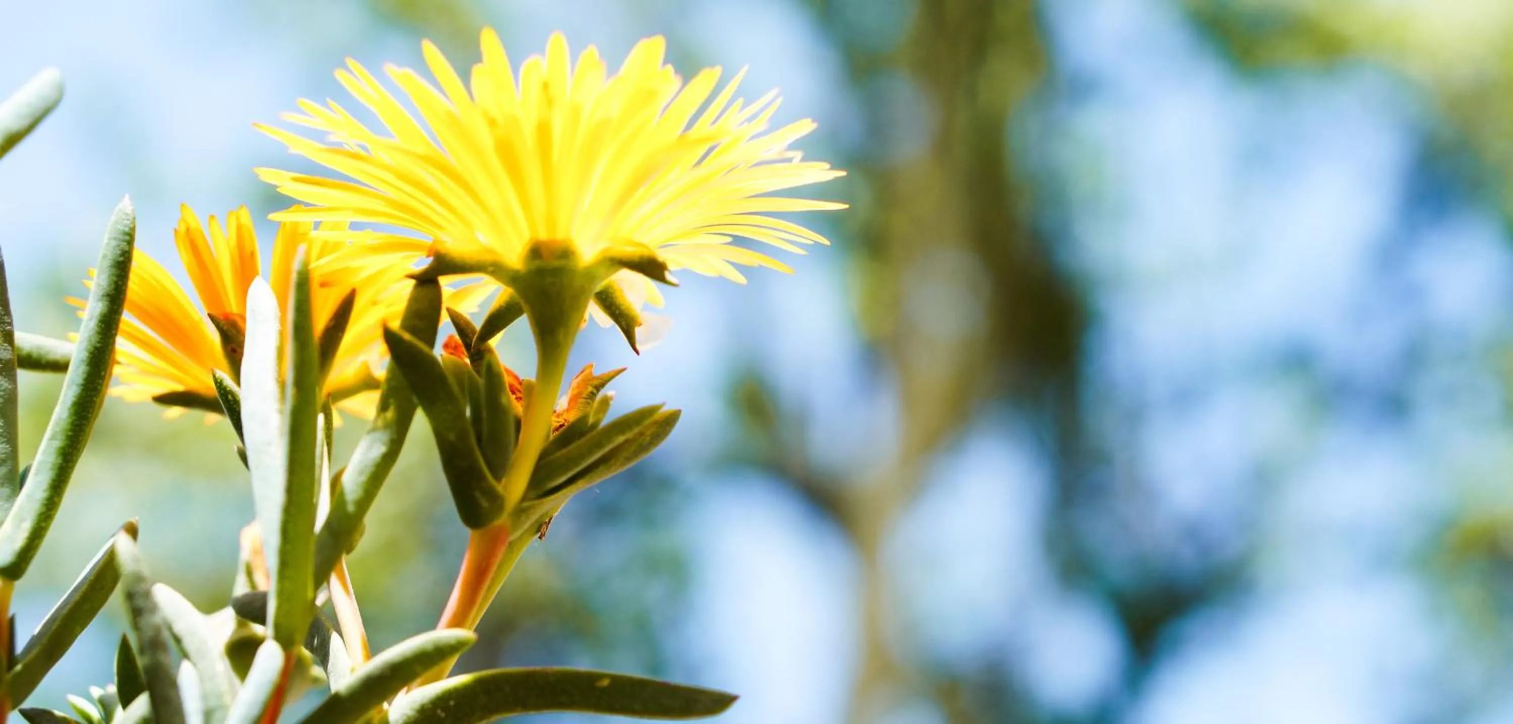 Garden in Villa Caterina - Solemar Sicilia