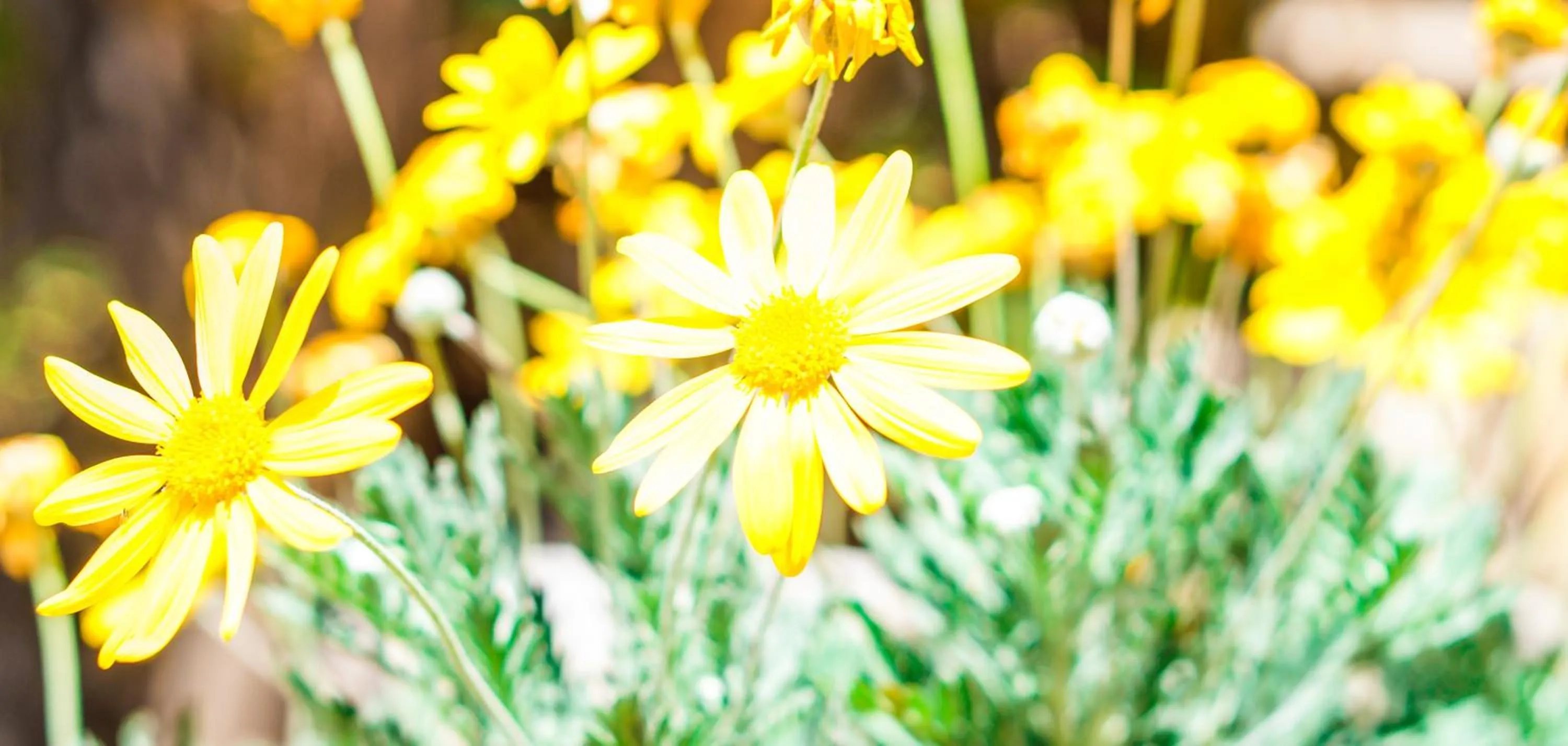 Garden in Villa Caterina - Solemar Sicilia