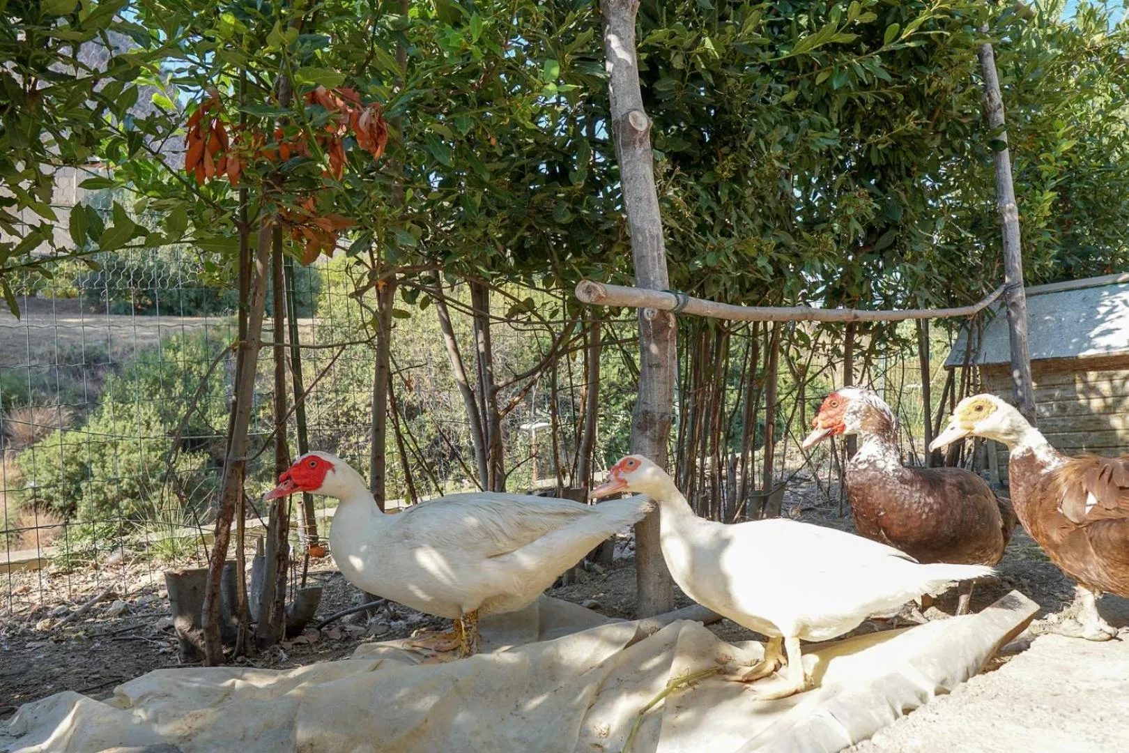 Animals in Villa Caterina - Solemar Sicilia