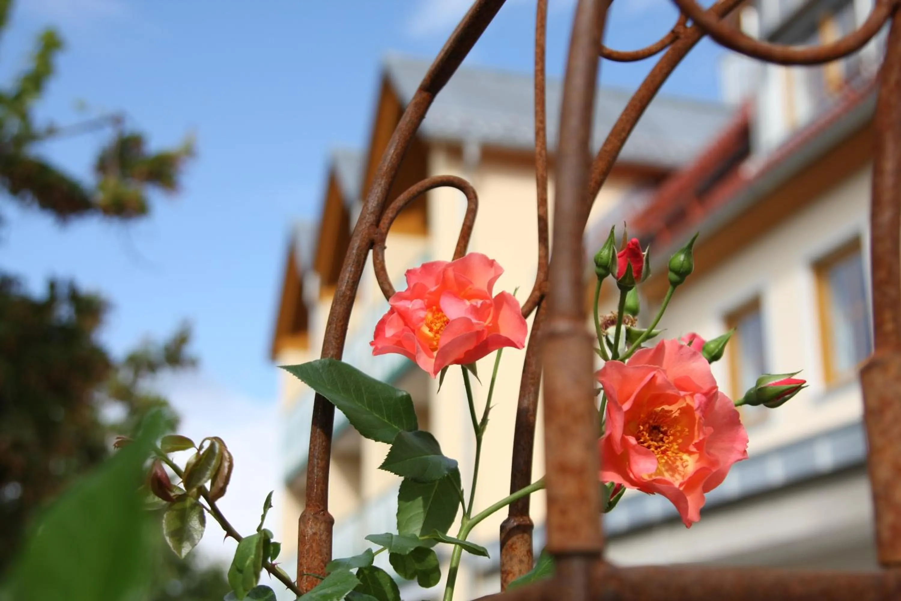Facade/entrance in Landhotel-Gasthof Grüner Baum