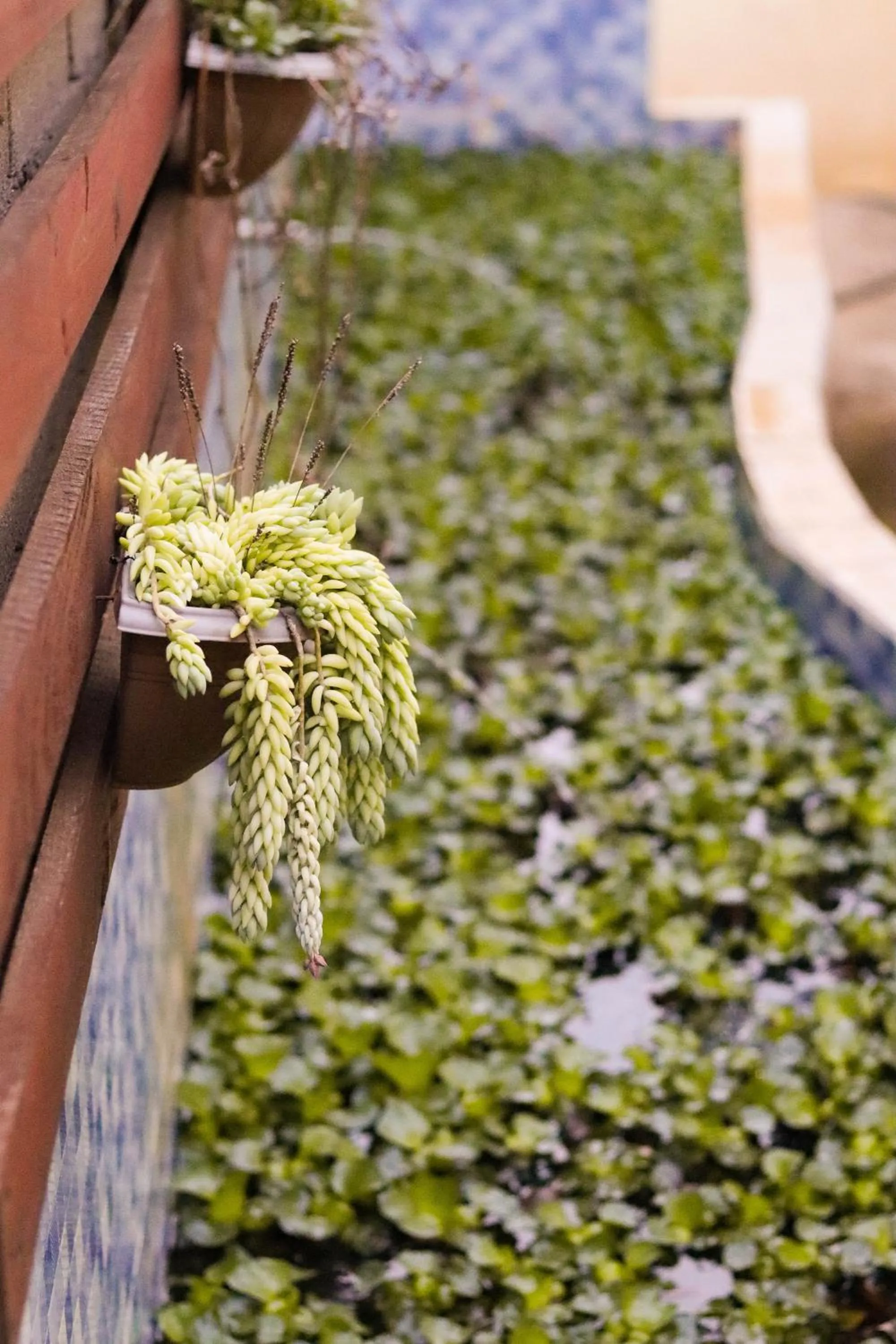 Garden in Pousada do Ribeirão