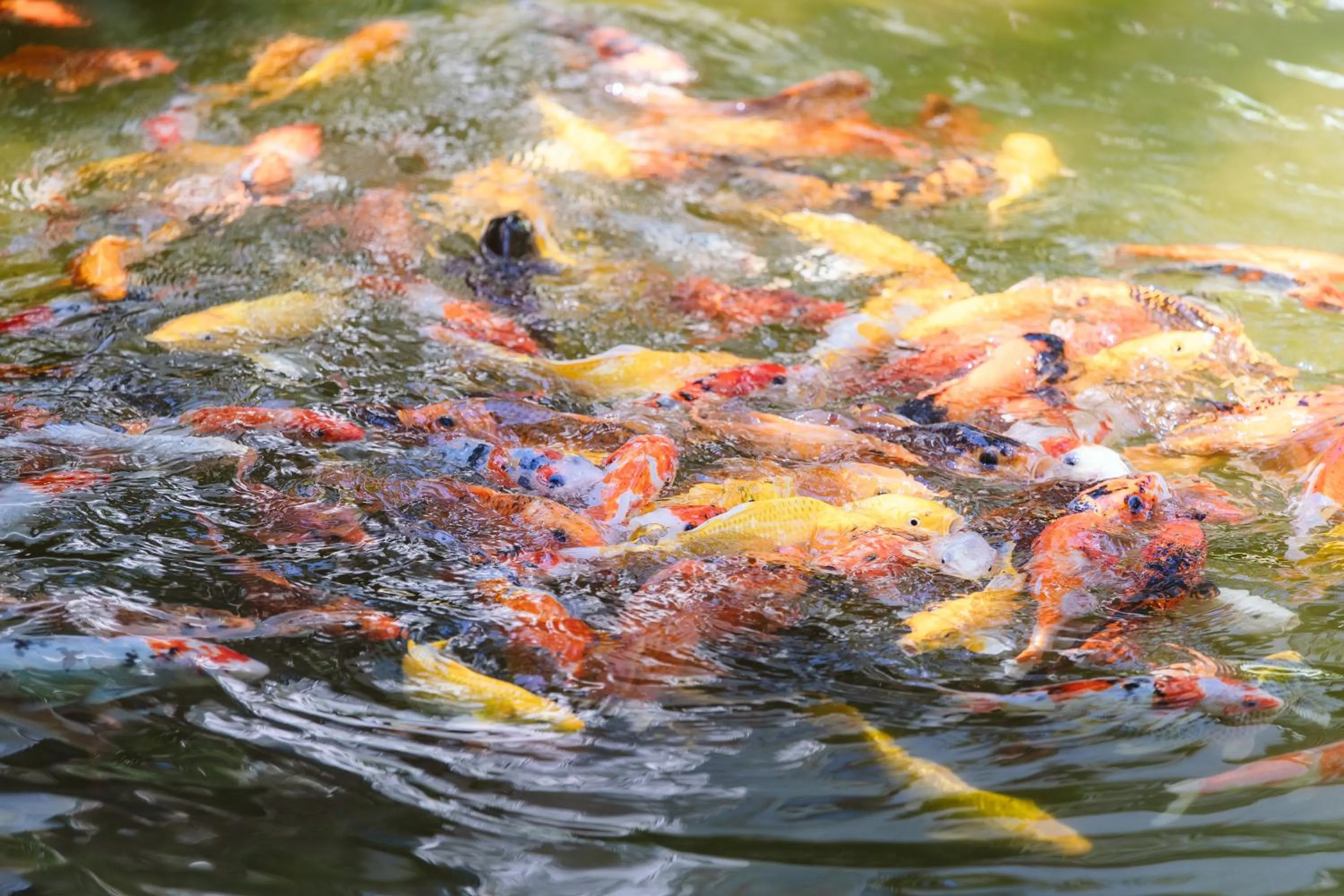 Garden in Le Palmier Ho Tram Resort - Beachfront with Private Beach