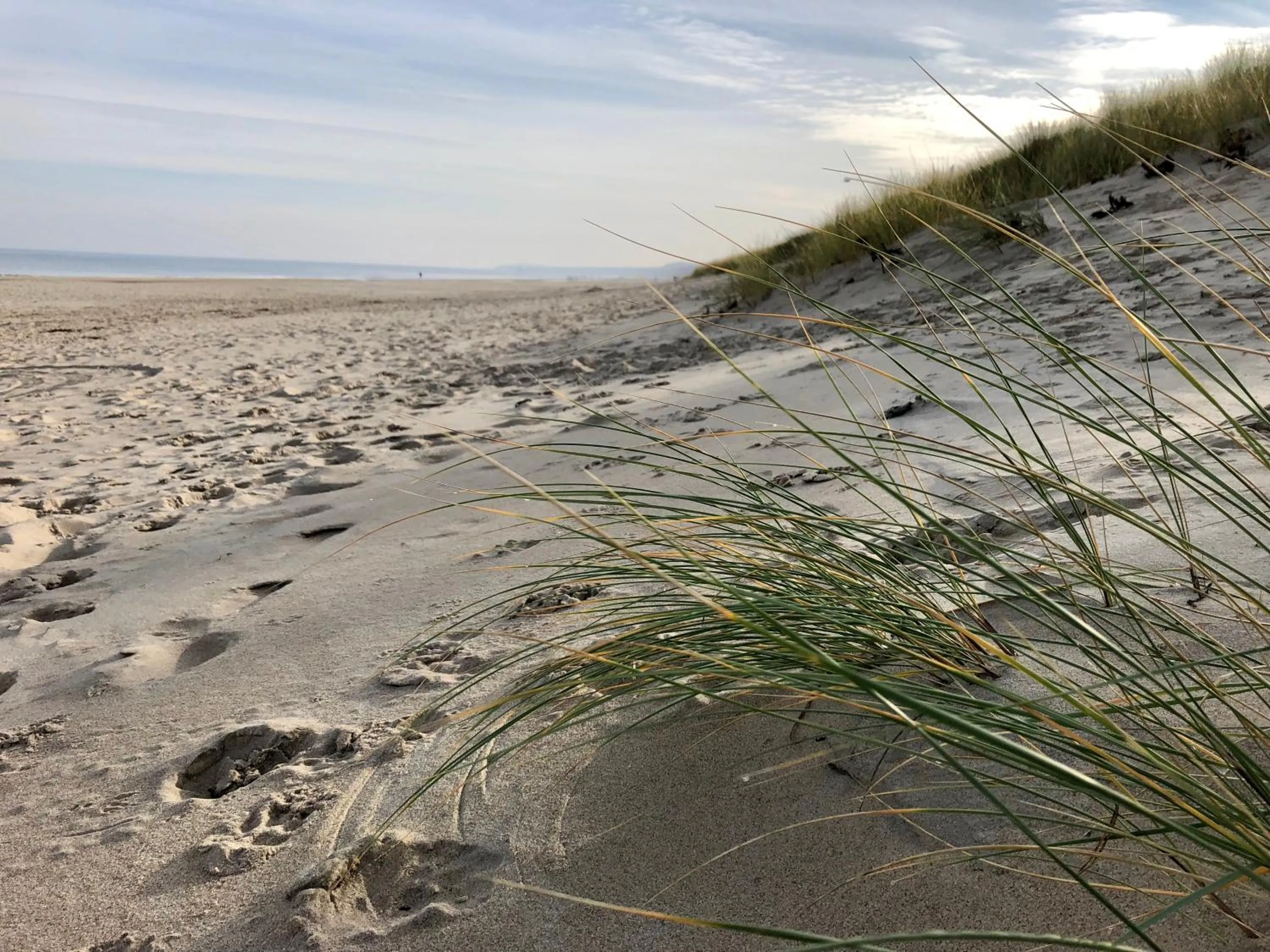 Natural landscape in Upstalsboom Residenzen Trassenheide