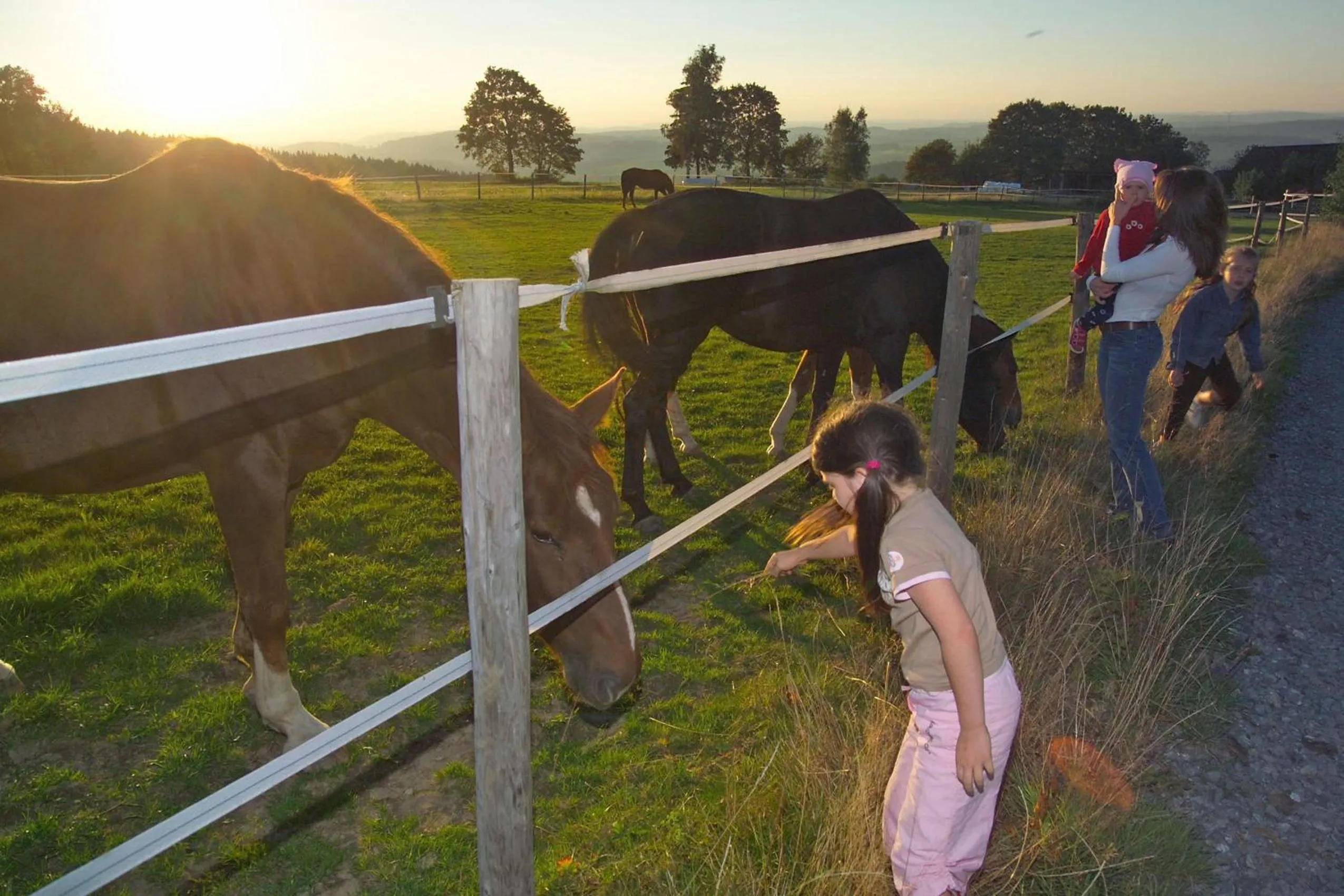 Animals in Hotel Kaiseralm