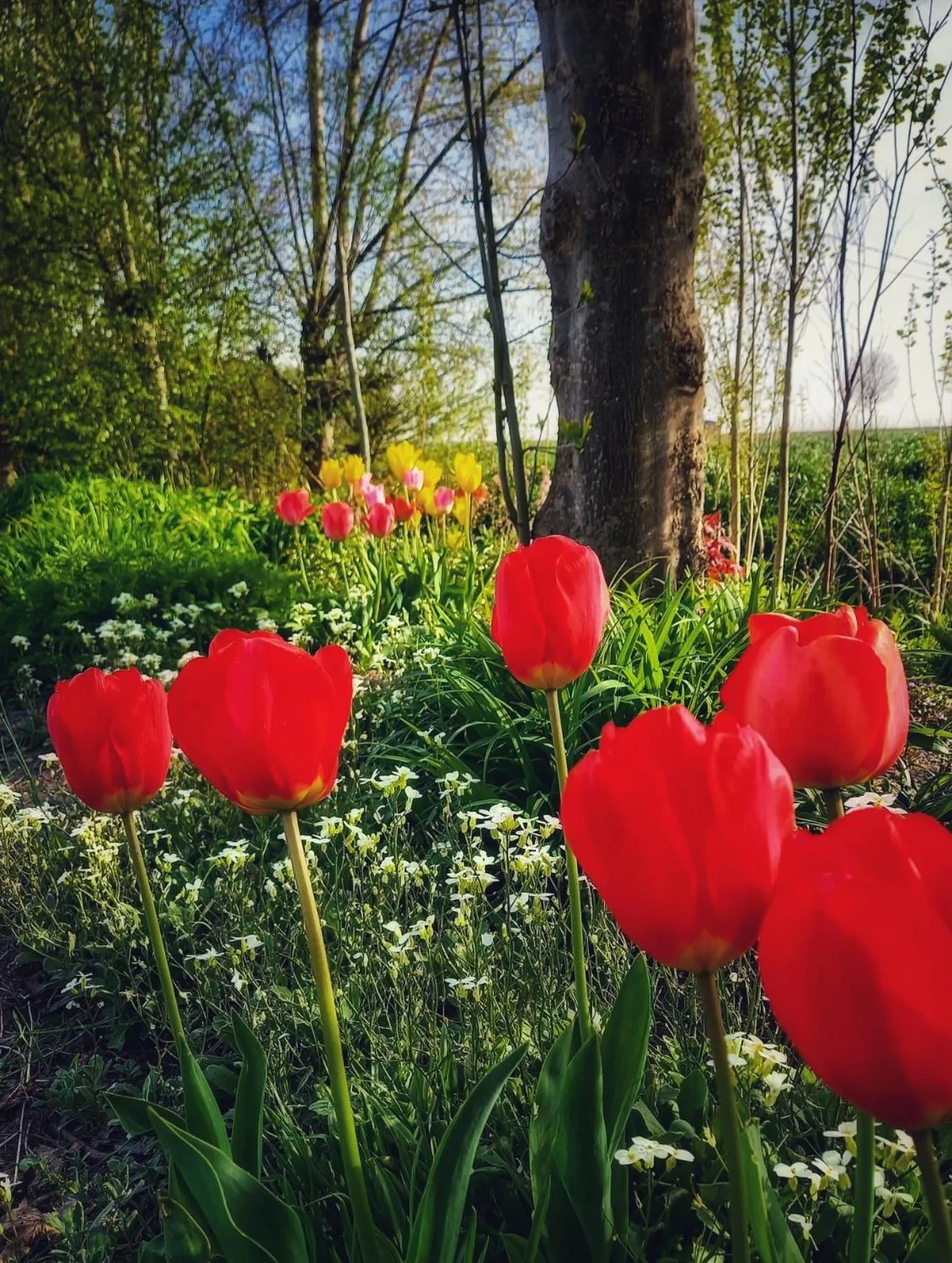 Garden in B & B Victors Hof, met zwemvijver in landelijke setting