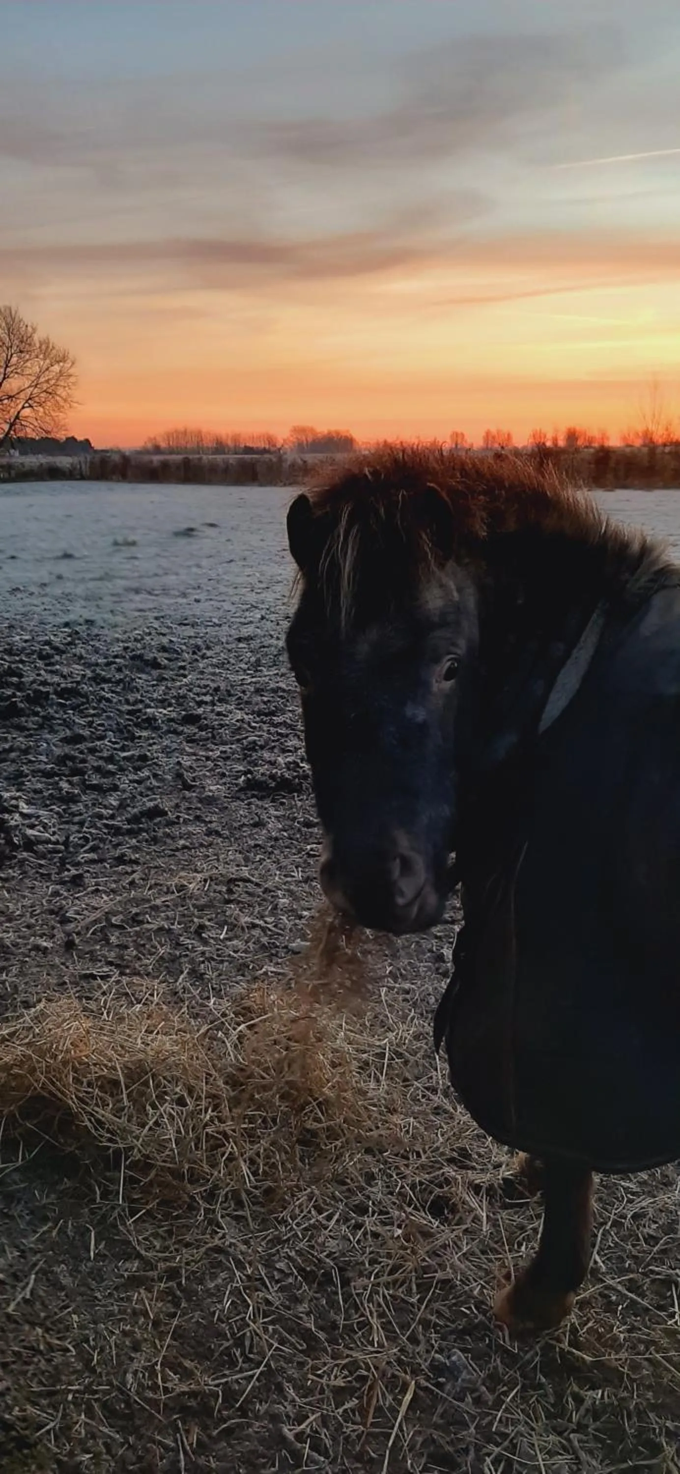 Natural landscape in B & B Victors Hof, met zwemvijver in landelijke setting