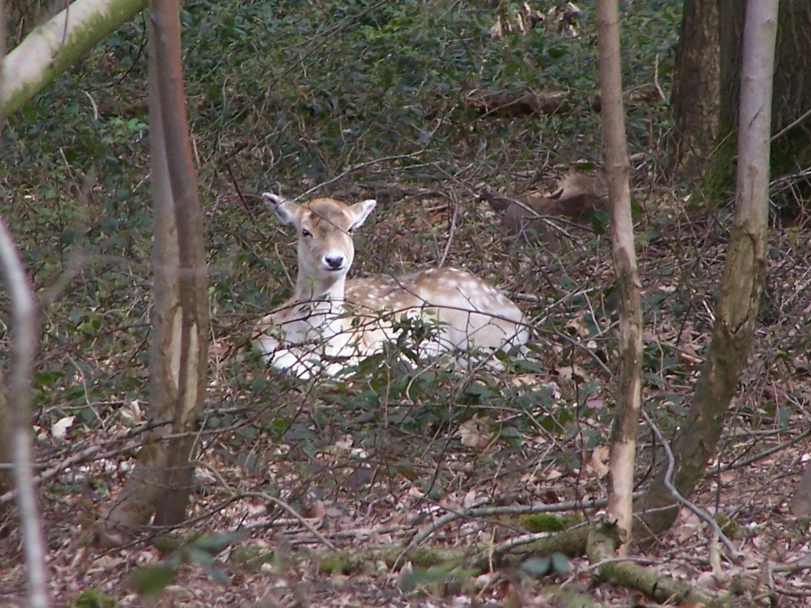 Animals in B & B Victors Hof, met zwemvijver in landelijke setting