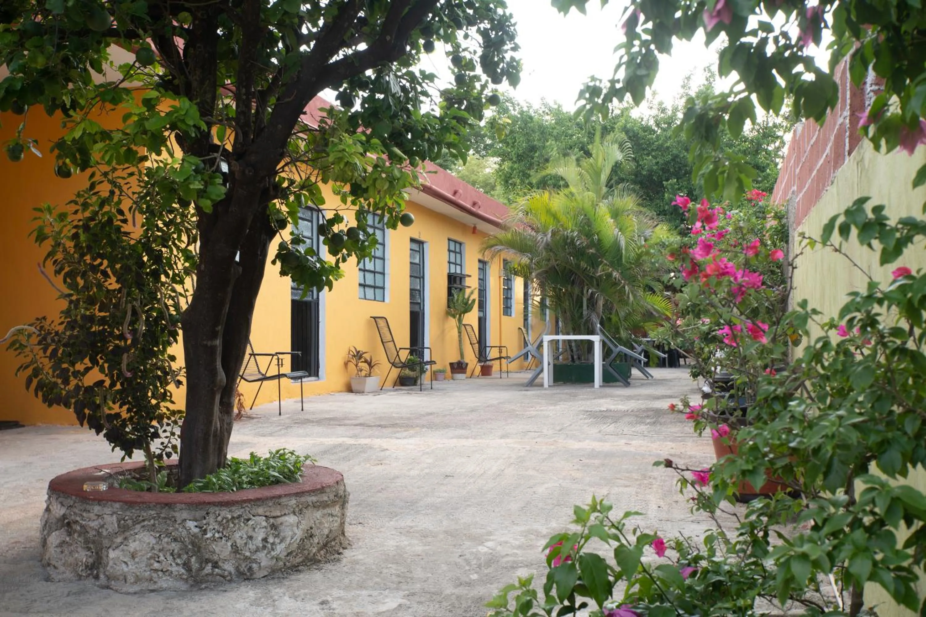 Garden in Casa Cuevas & Amaro