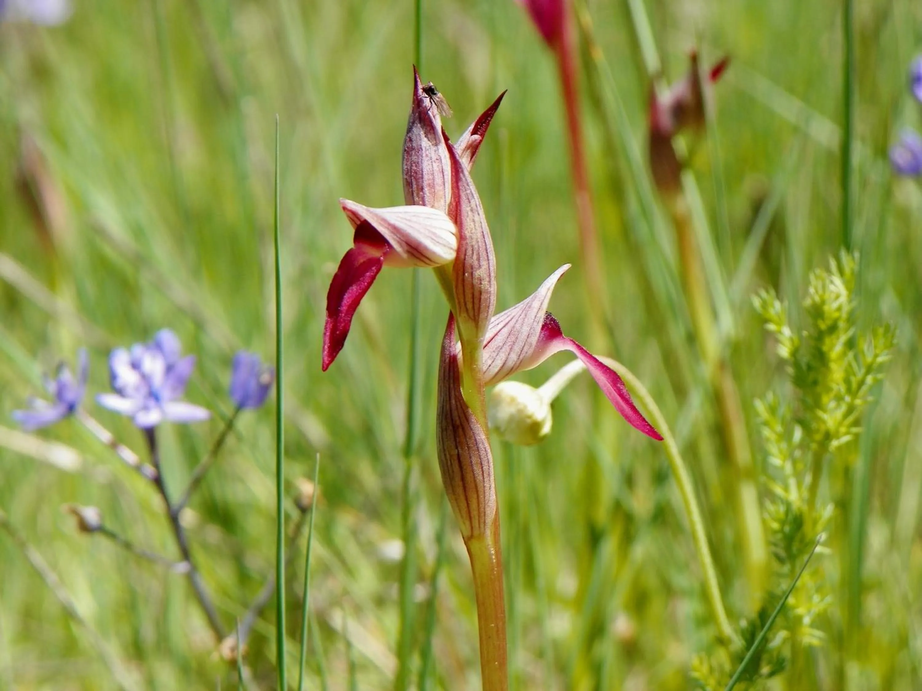 Spring in Hotel Villa de Berzocana