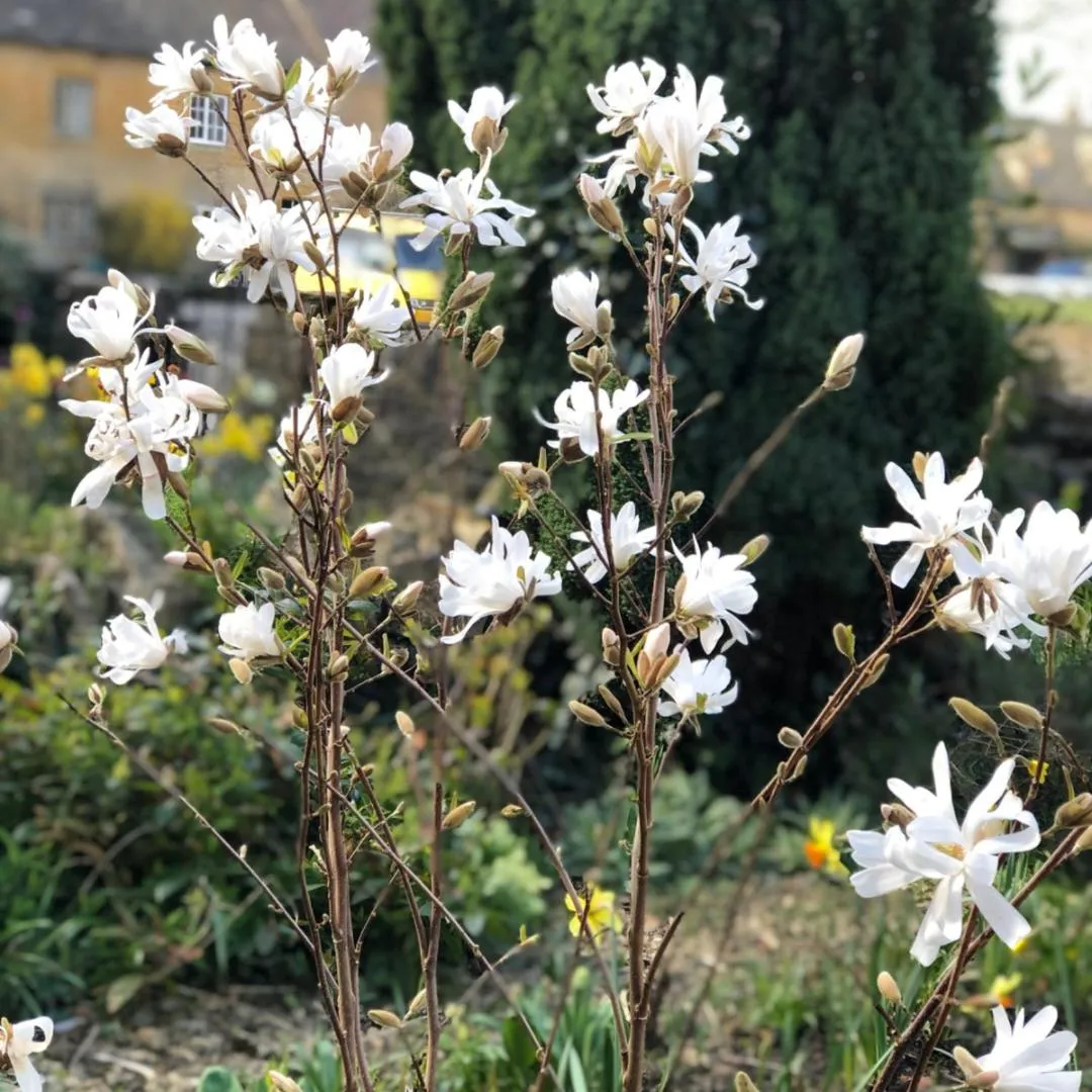 Property building in Magnolia Cottage-Exclusive Cotswold Package